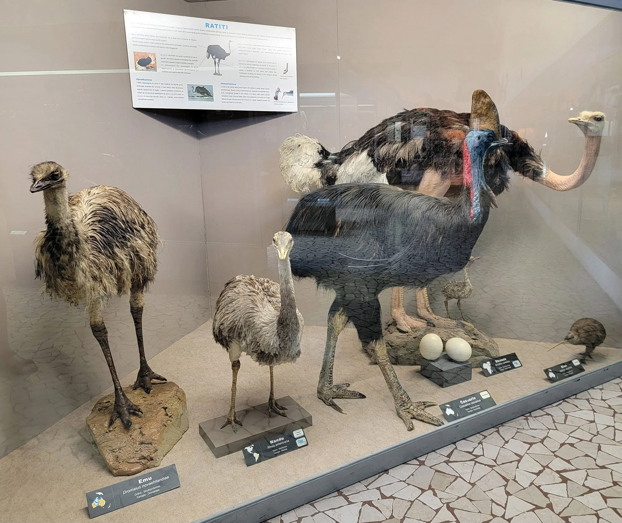 Large flightless birds