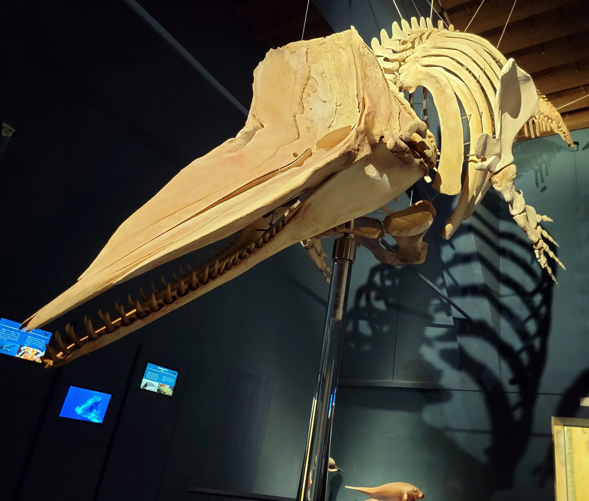 Sperm whale skeleton
