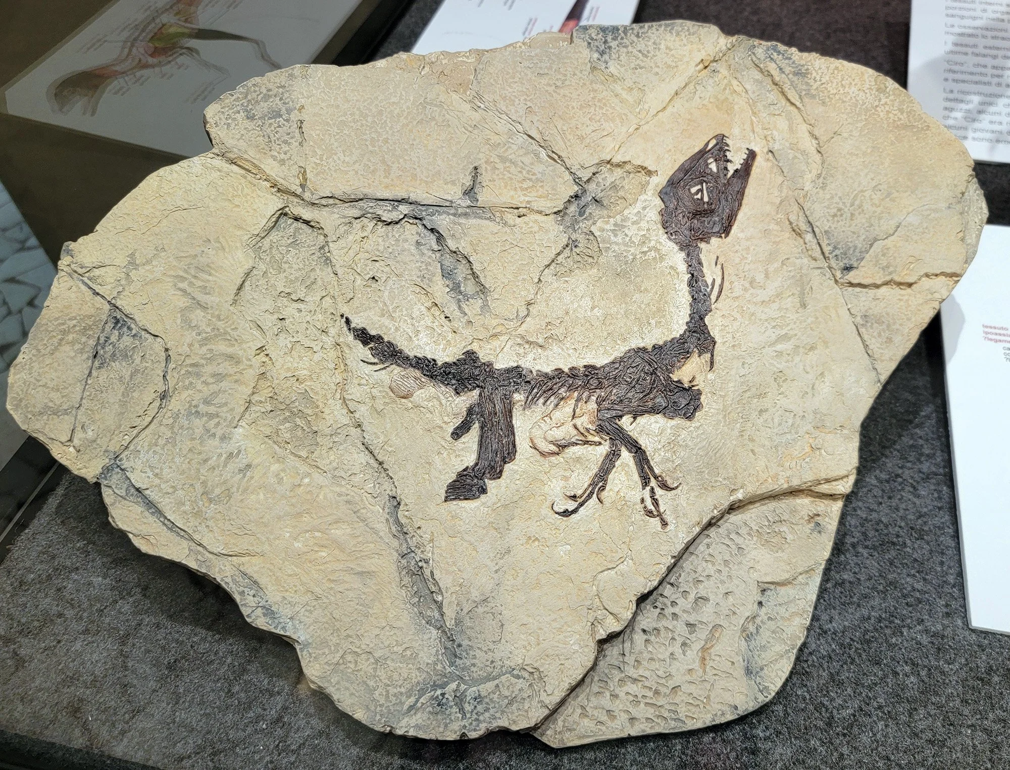 Reproduction of the first dinosaur fossil found in Italy