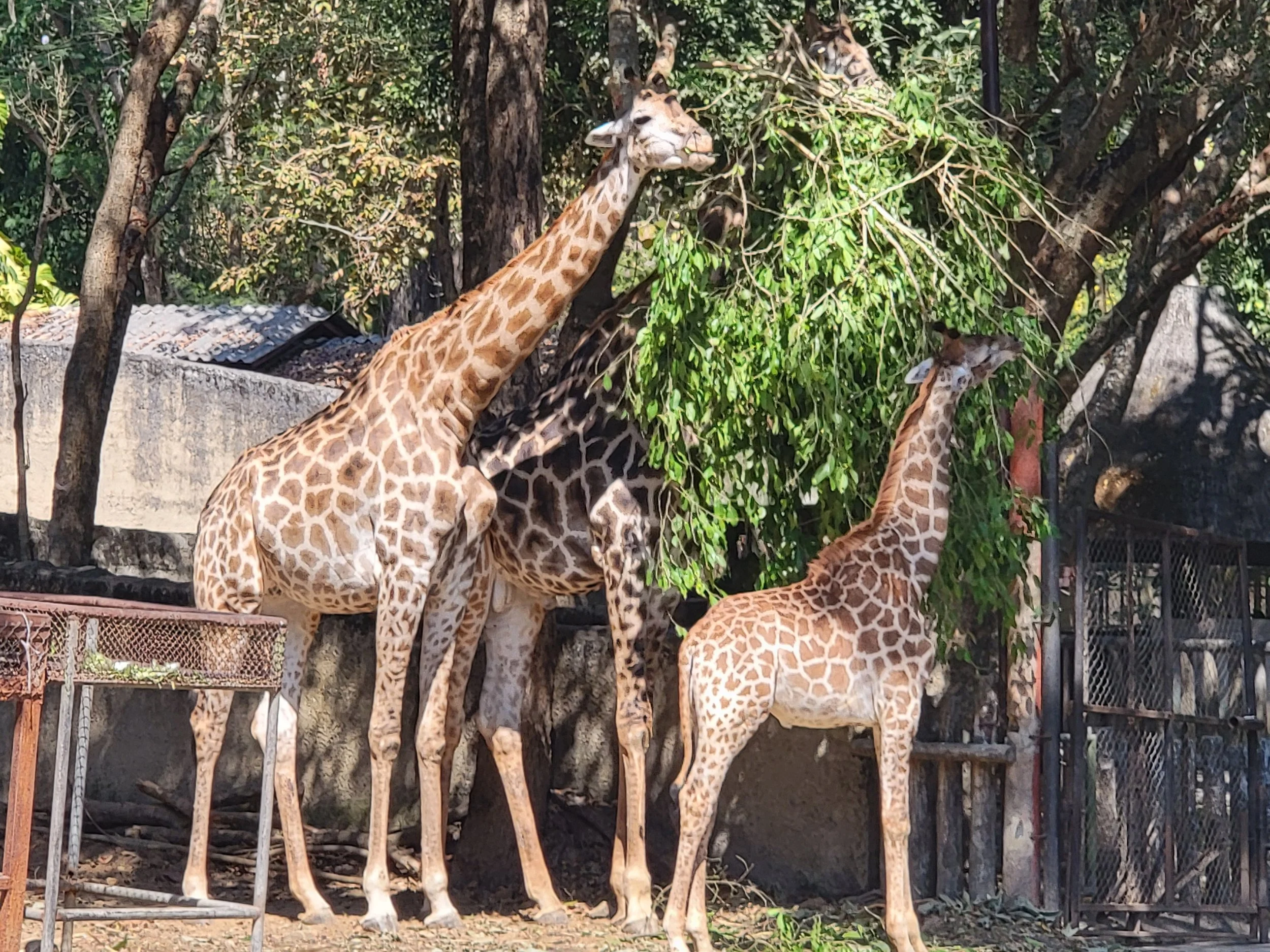 There's also a regular zoo