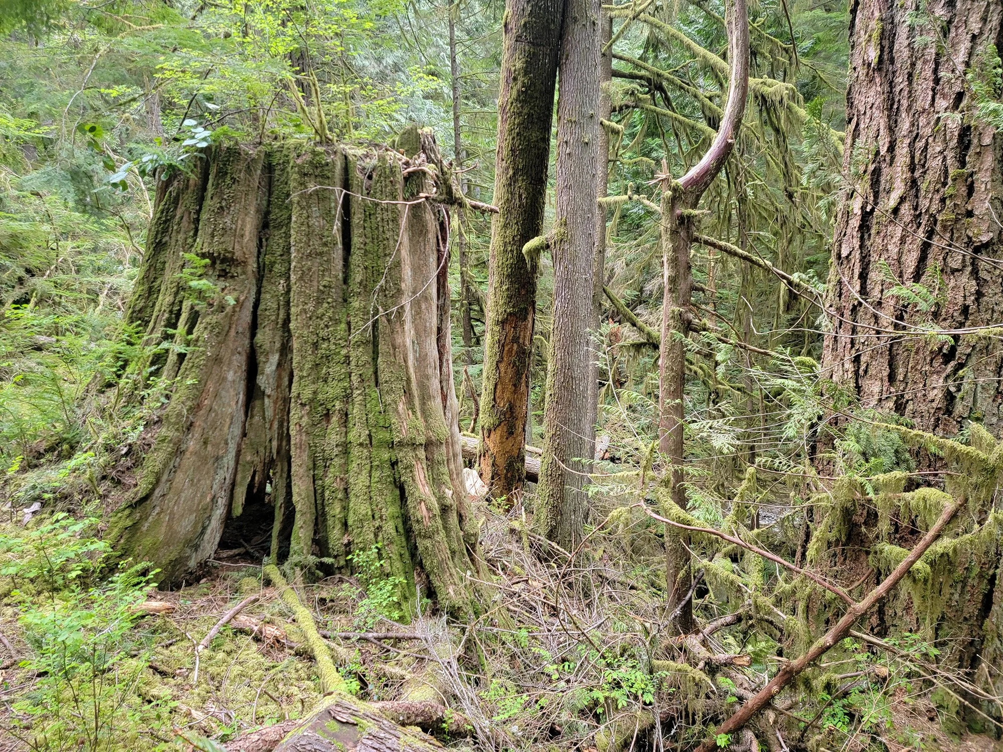 Tons of huge trees still around 