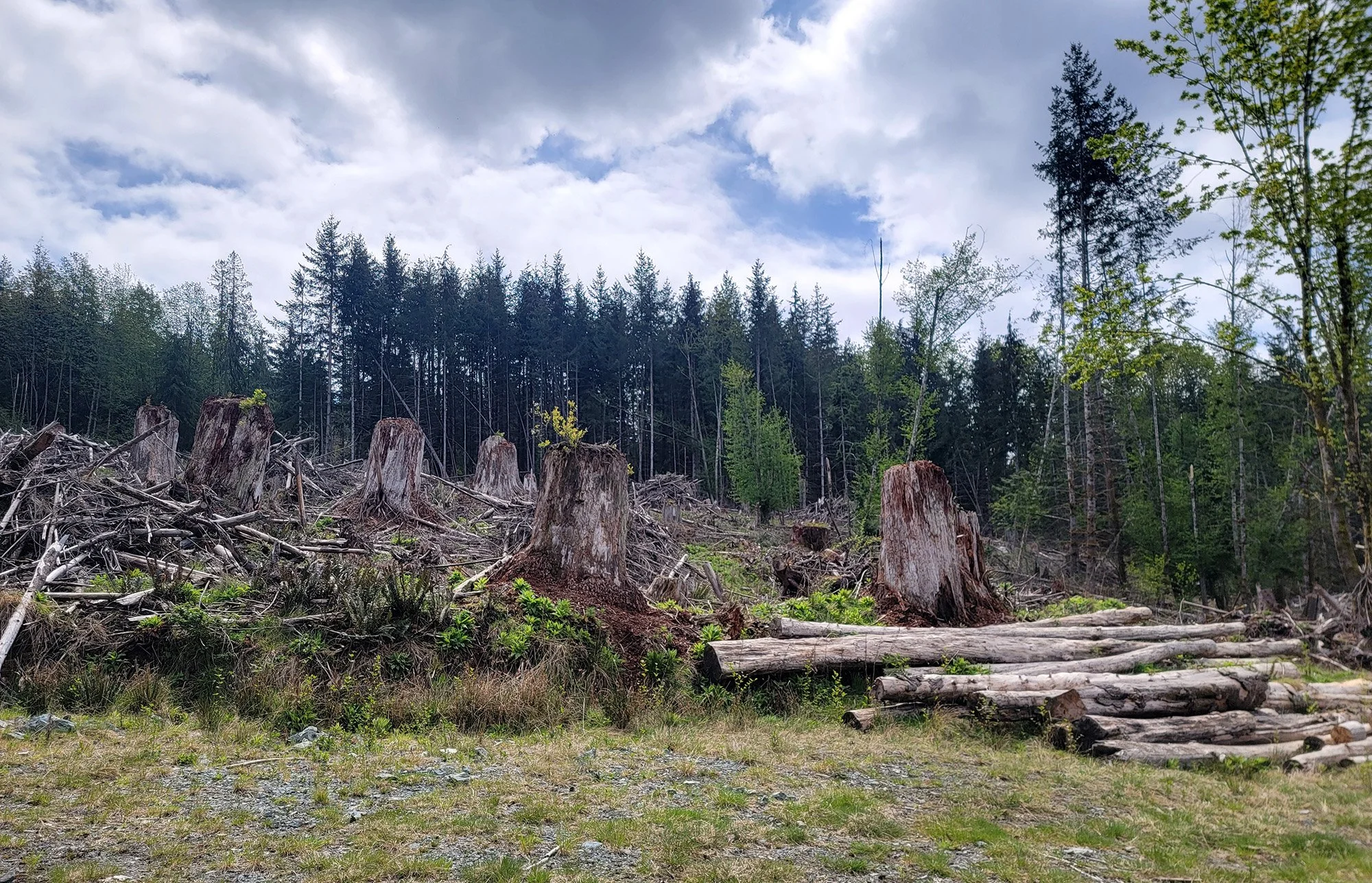 Some of the logging roads to hike on. Are you allowed there? Who knows.