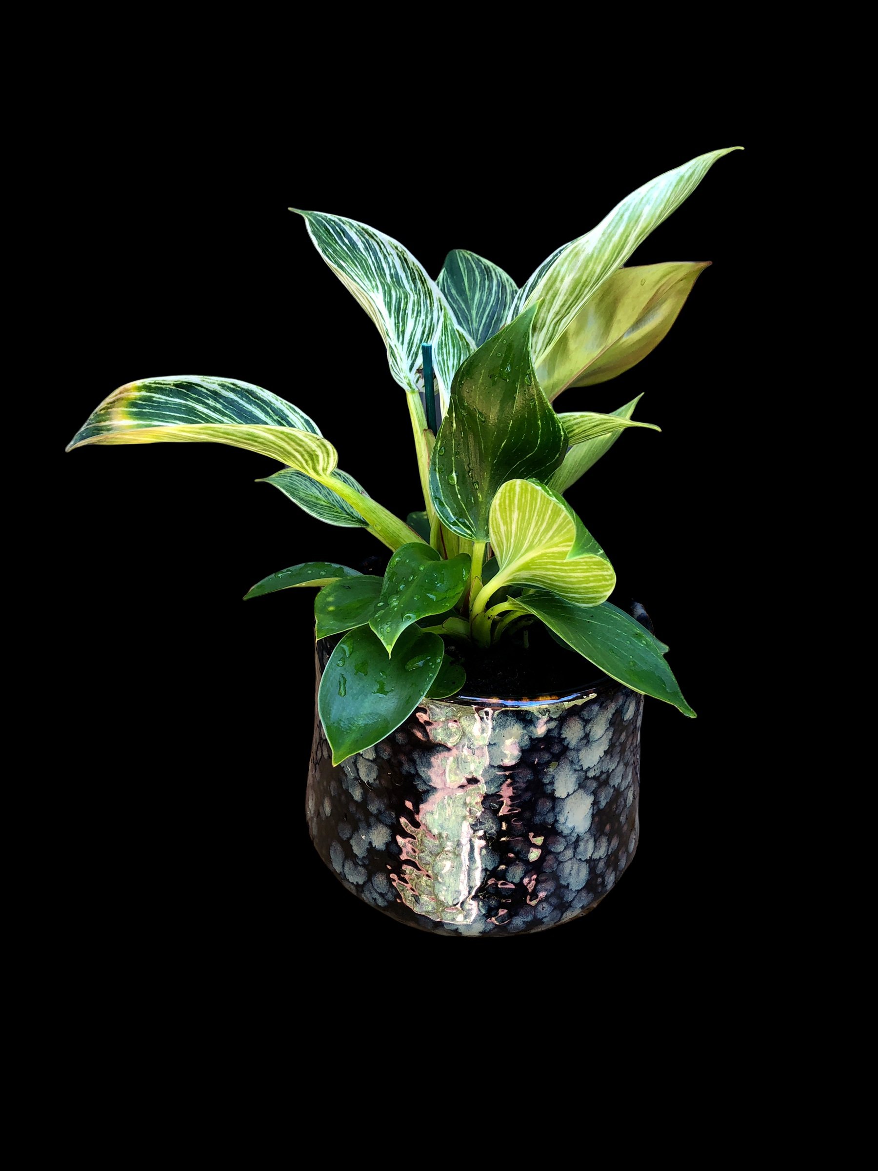 Medium size potted plant