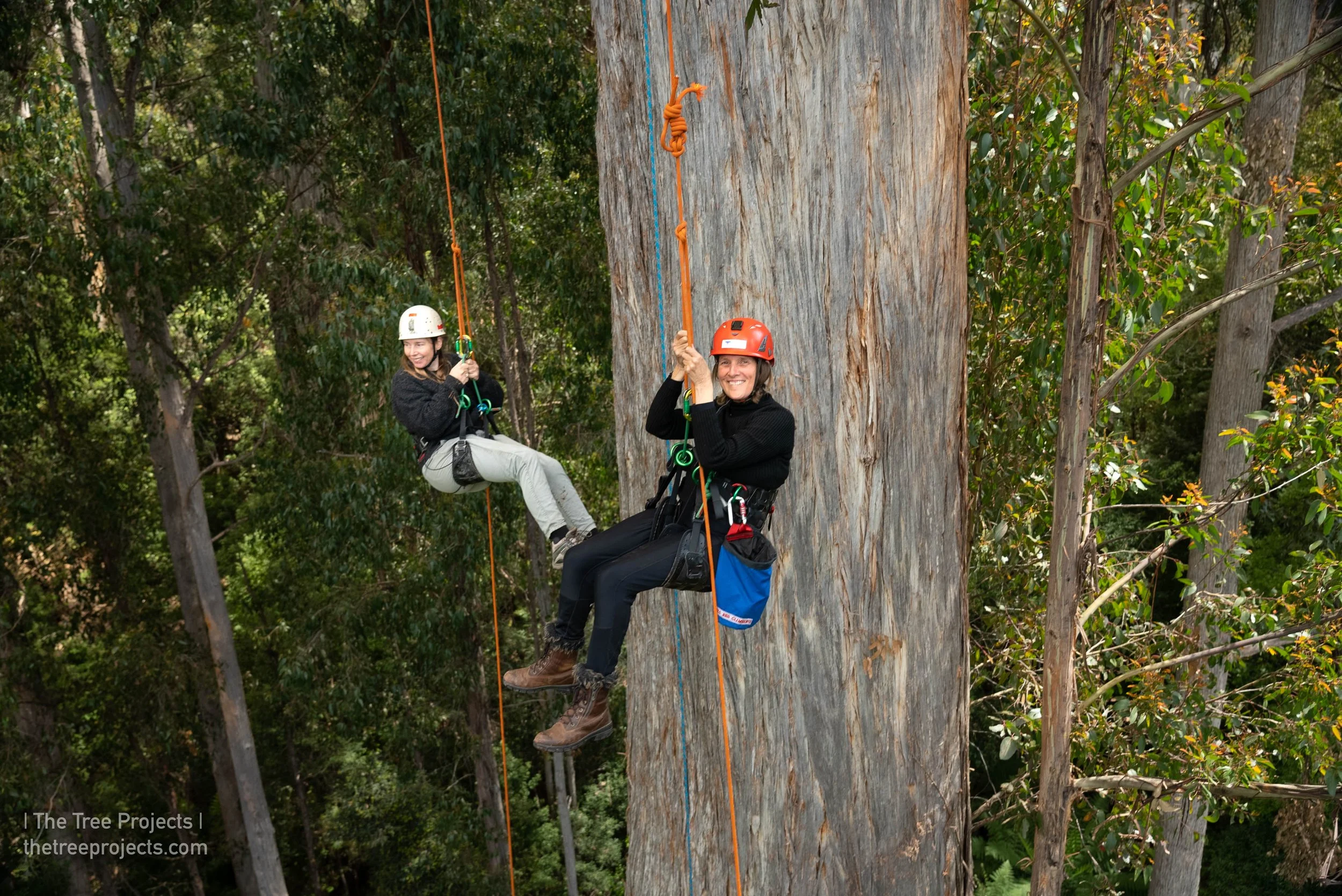 Tasmanian Recreational Tree Climbing — The Tree Projects