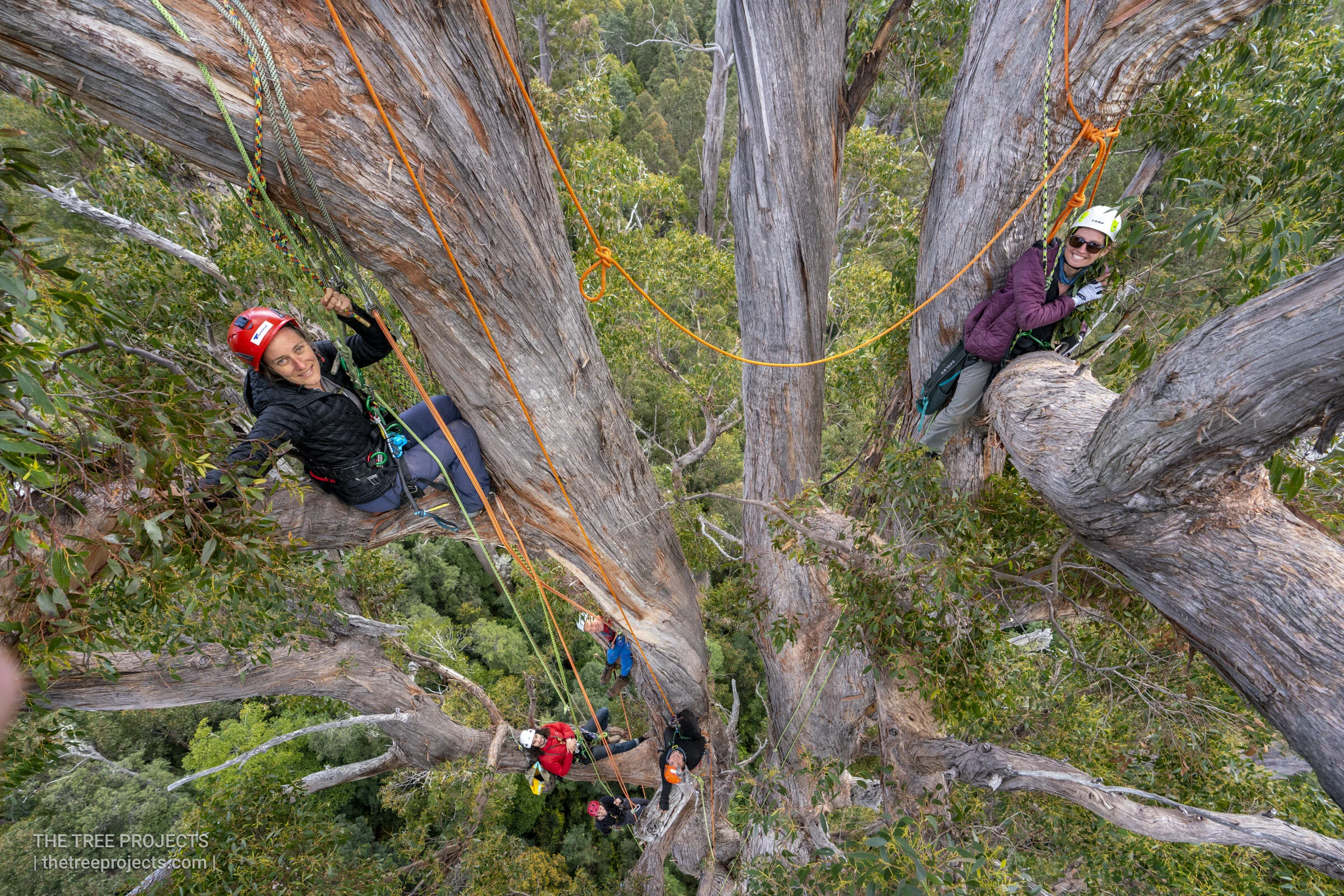 Tasmanian Recreational Tree Climbing — The Tree Projects