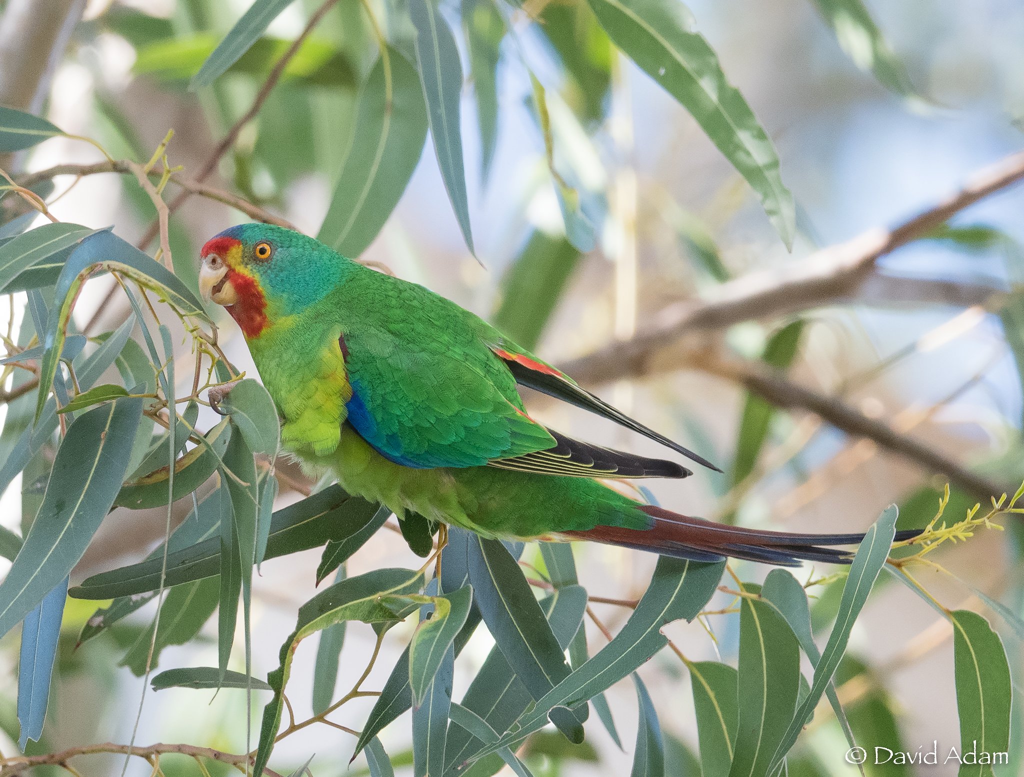 Swift Parrot Policy — The Tree Projects