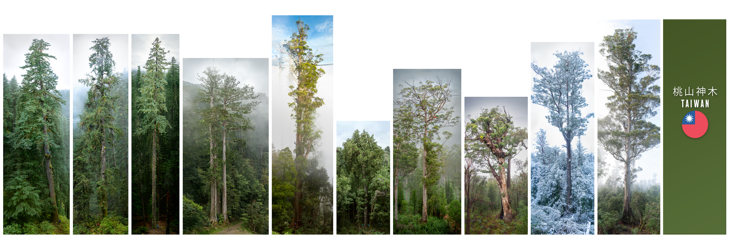 Tree Portraits — The Tree Projects