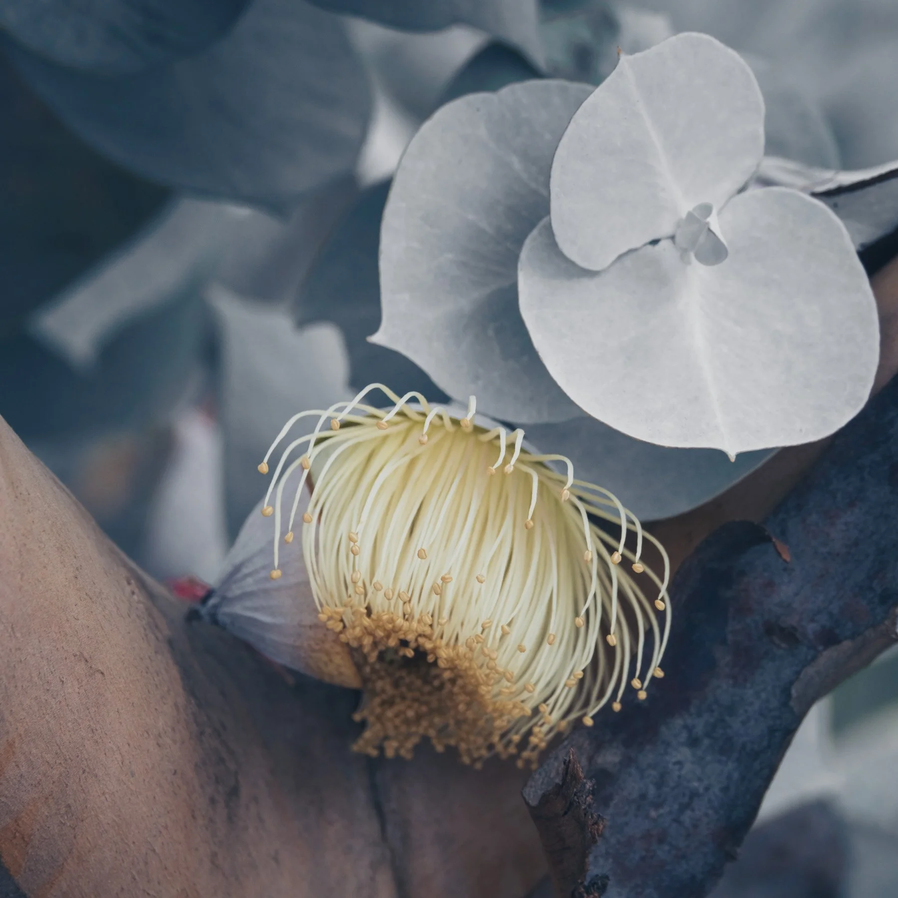 Eucalyptus rhodantha VI
