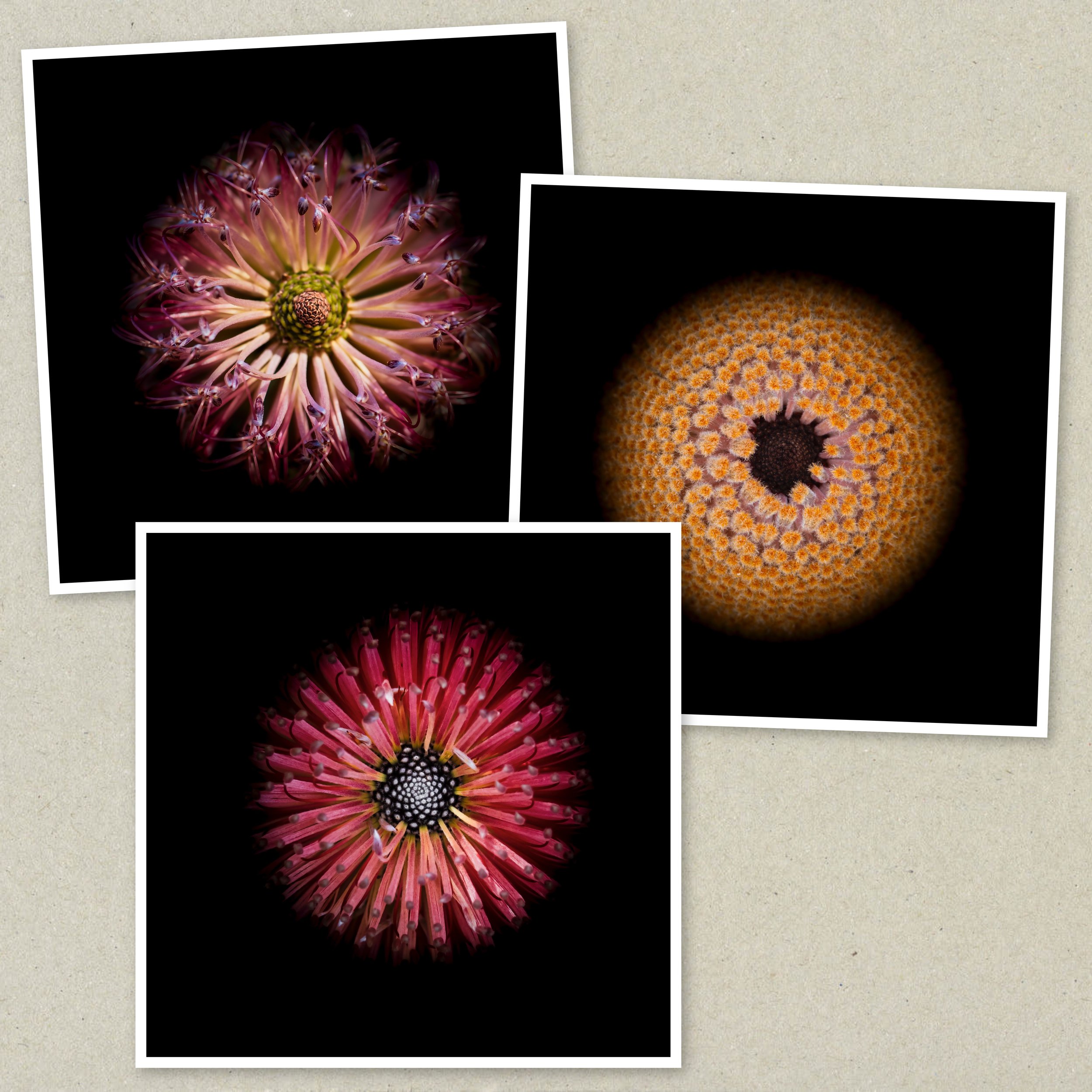Symmetry Within Triptych 2.jpeg