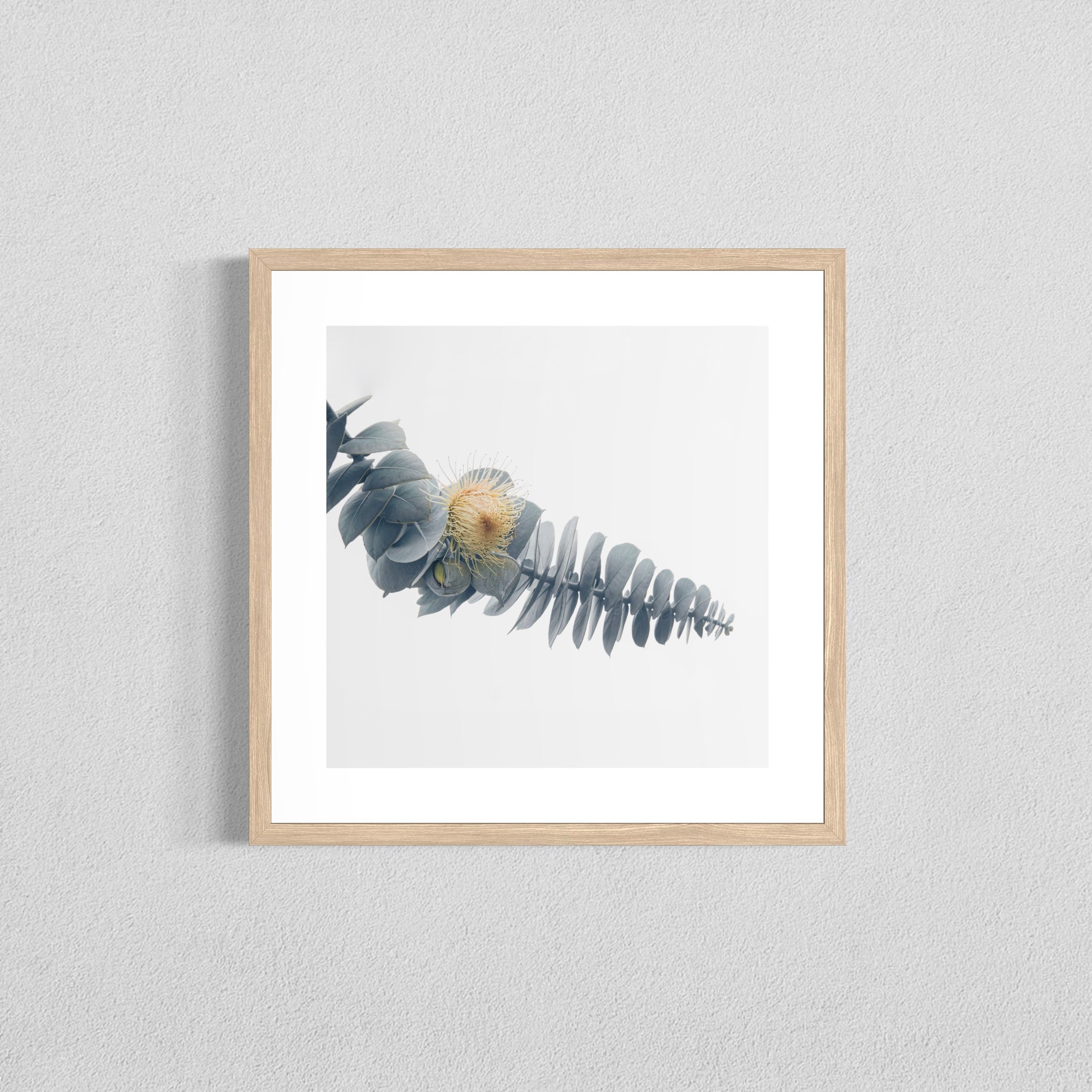 Eucalyptus rhodantha I - Fine Art Print