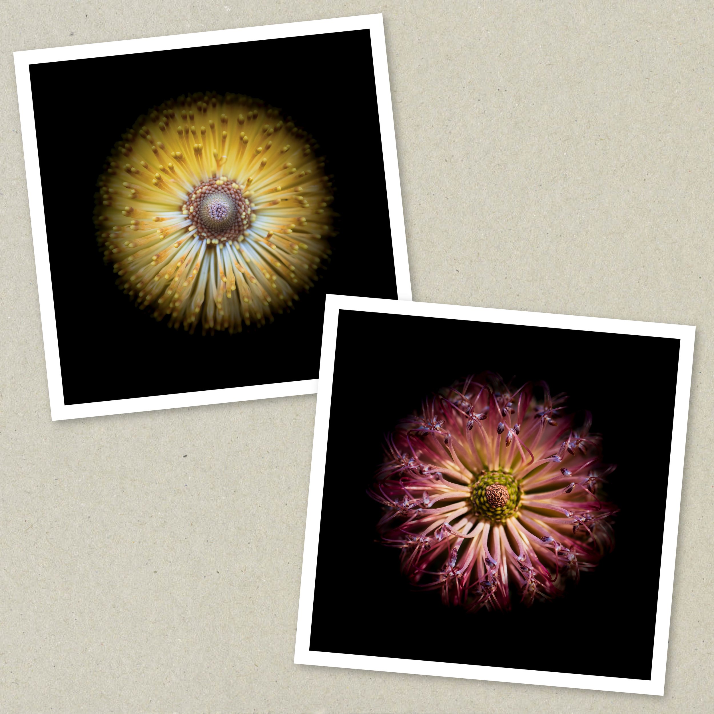 Symmetry Within - Diptych Unframed 3-4.jpeg