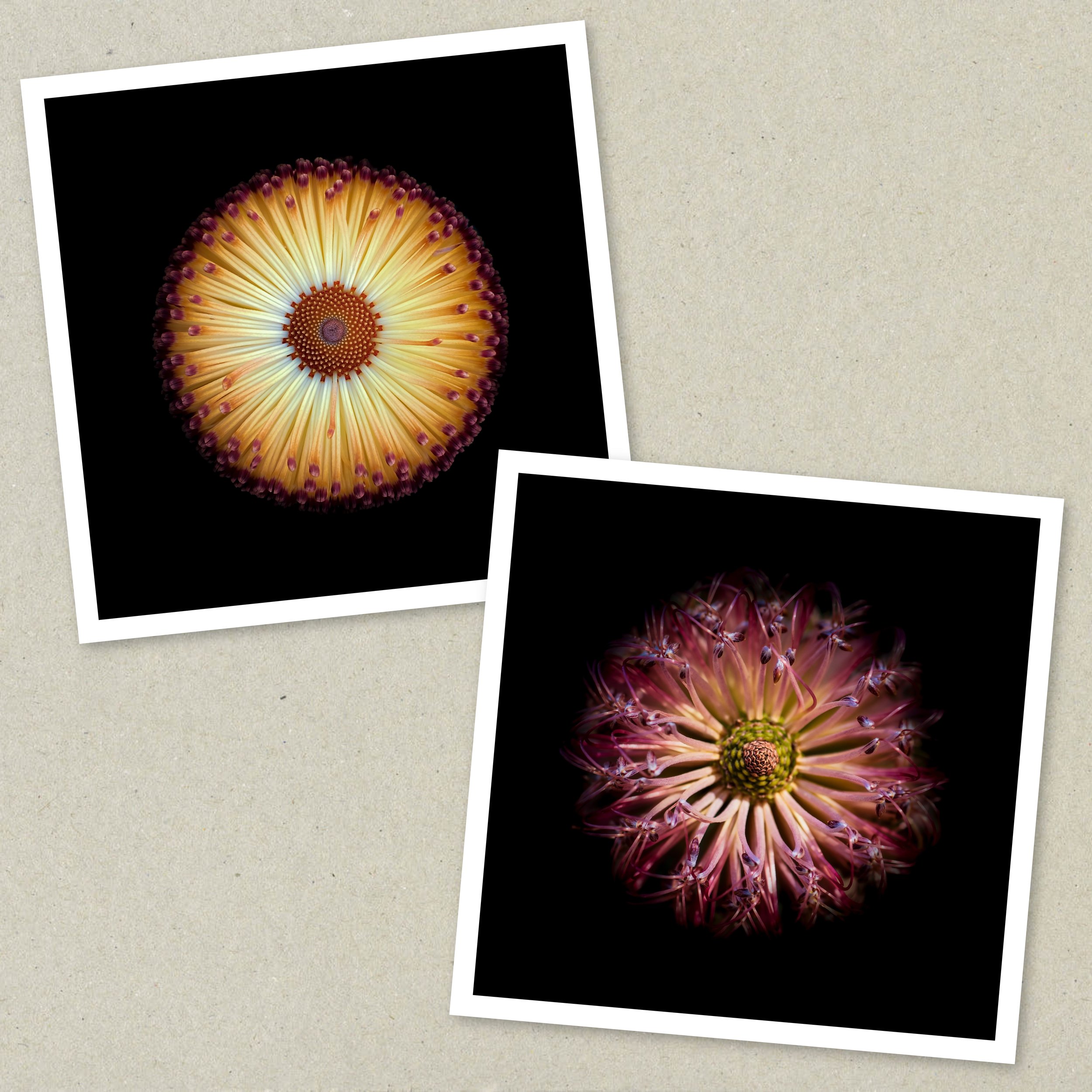 Symmetry Within - Diptych Unframed 1-4.jpeg