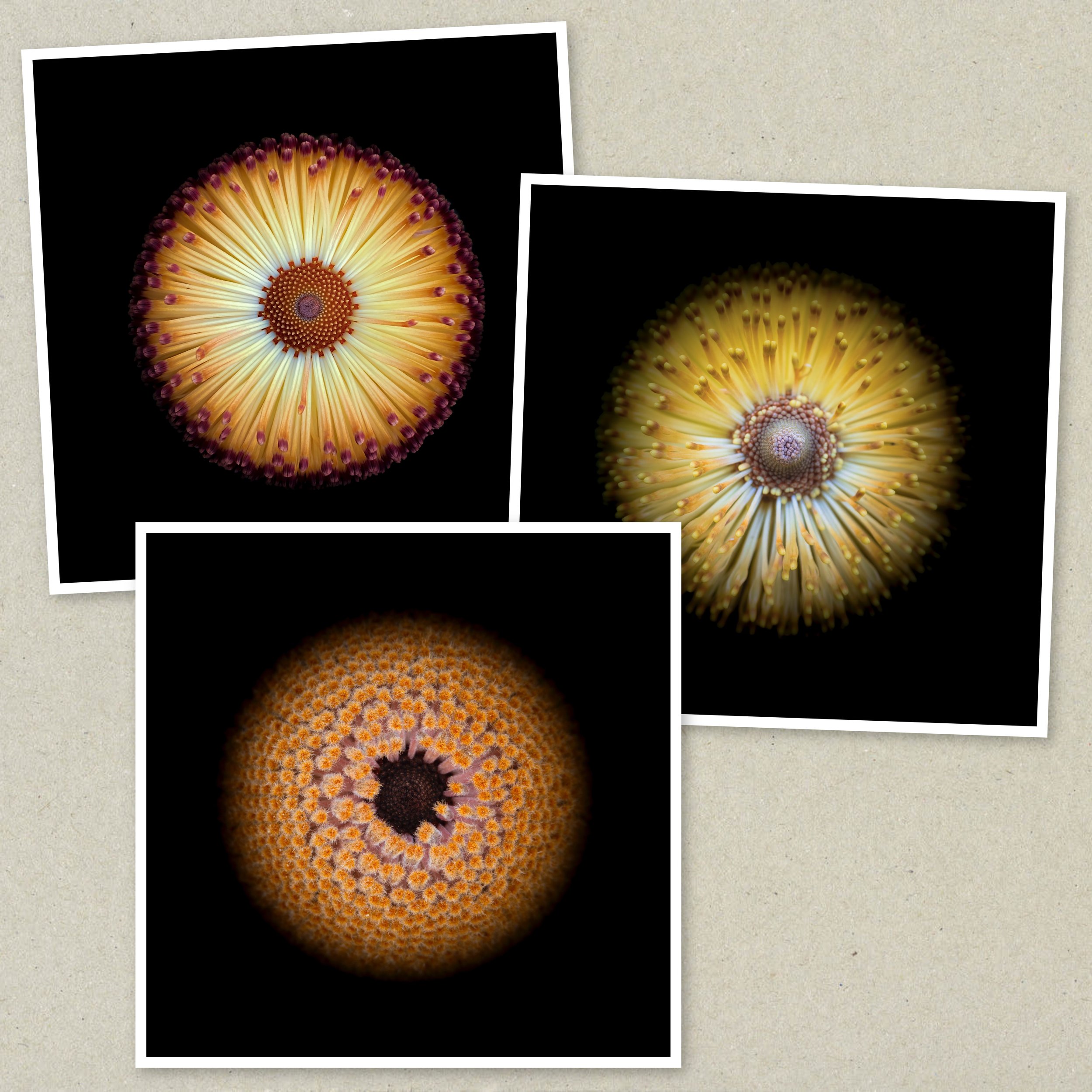 Symmetry Within Triptych 3.jpeg