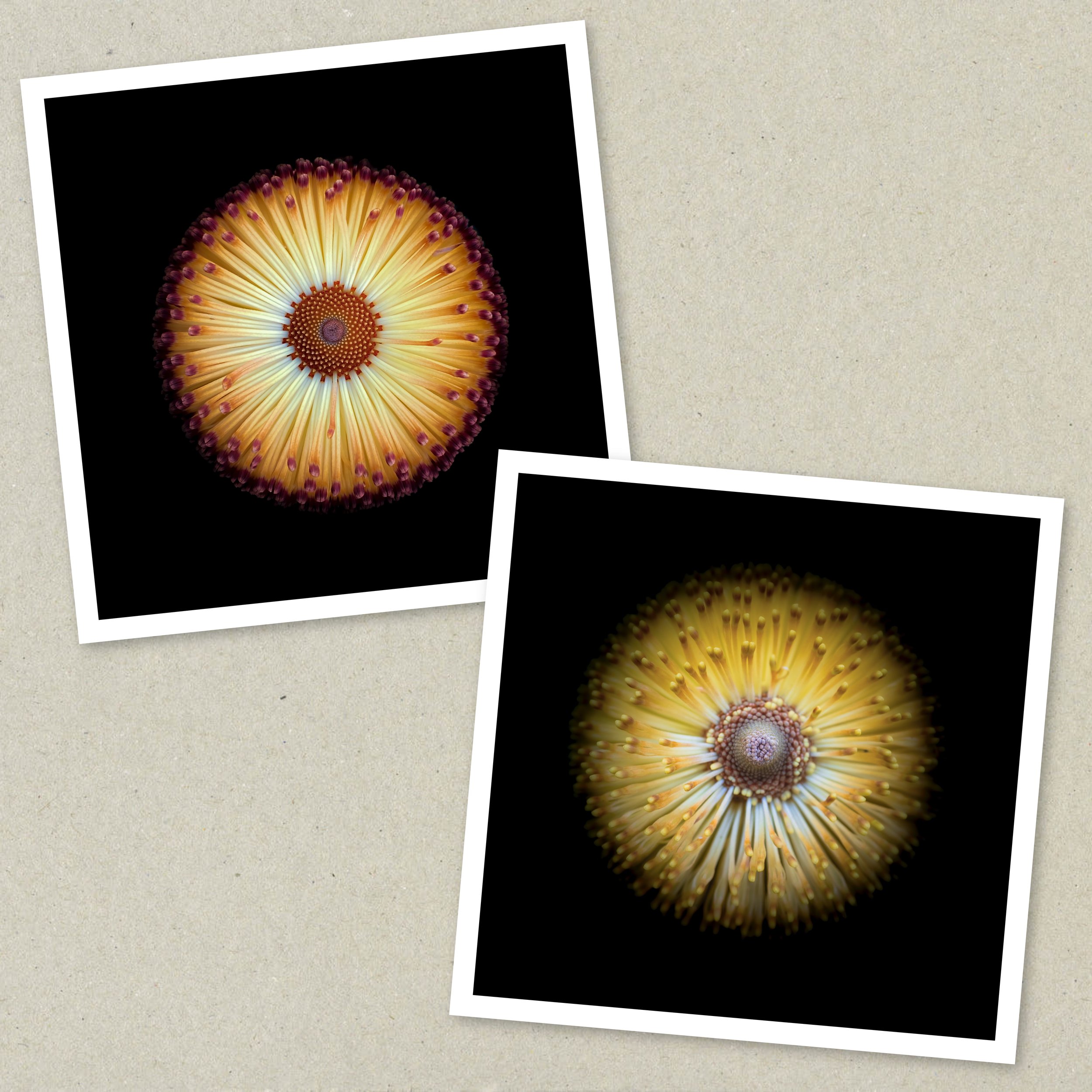 Symmetry Within - Diptych Unframed 1-3.jpeg