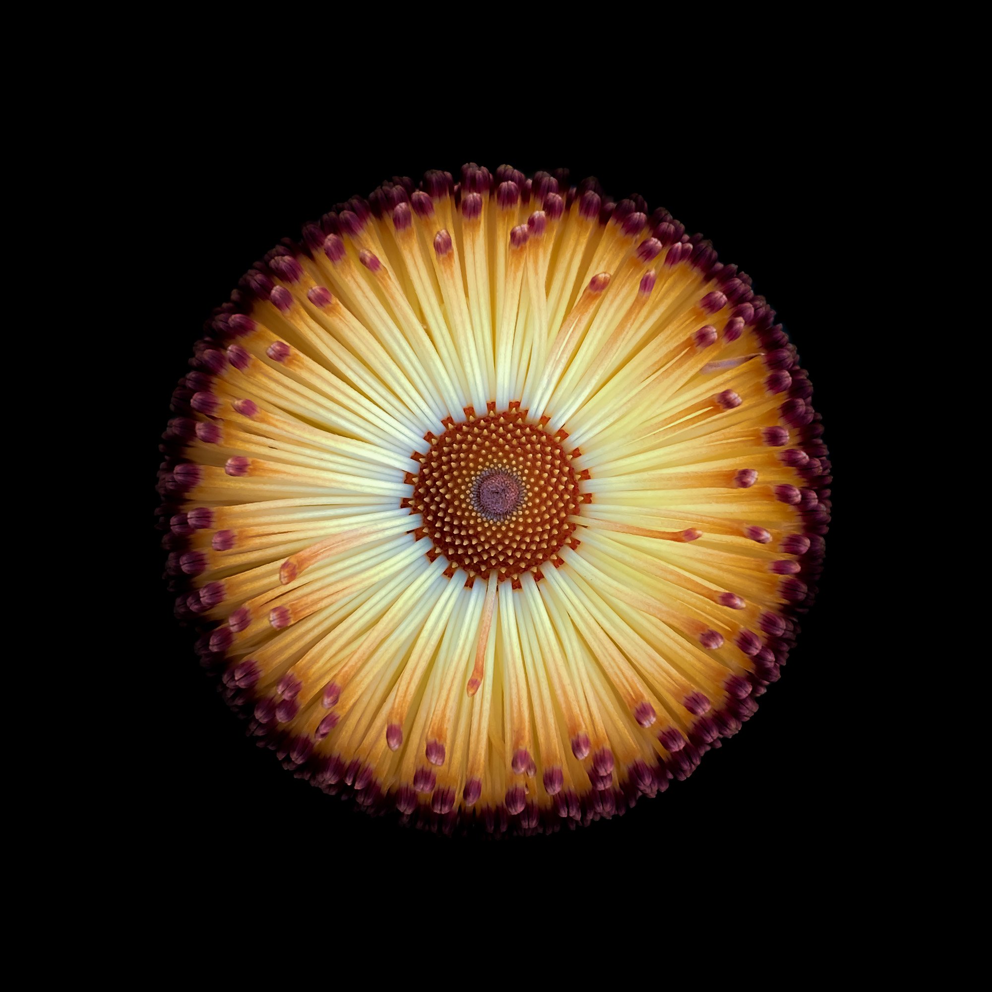 Banksia media