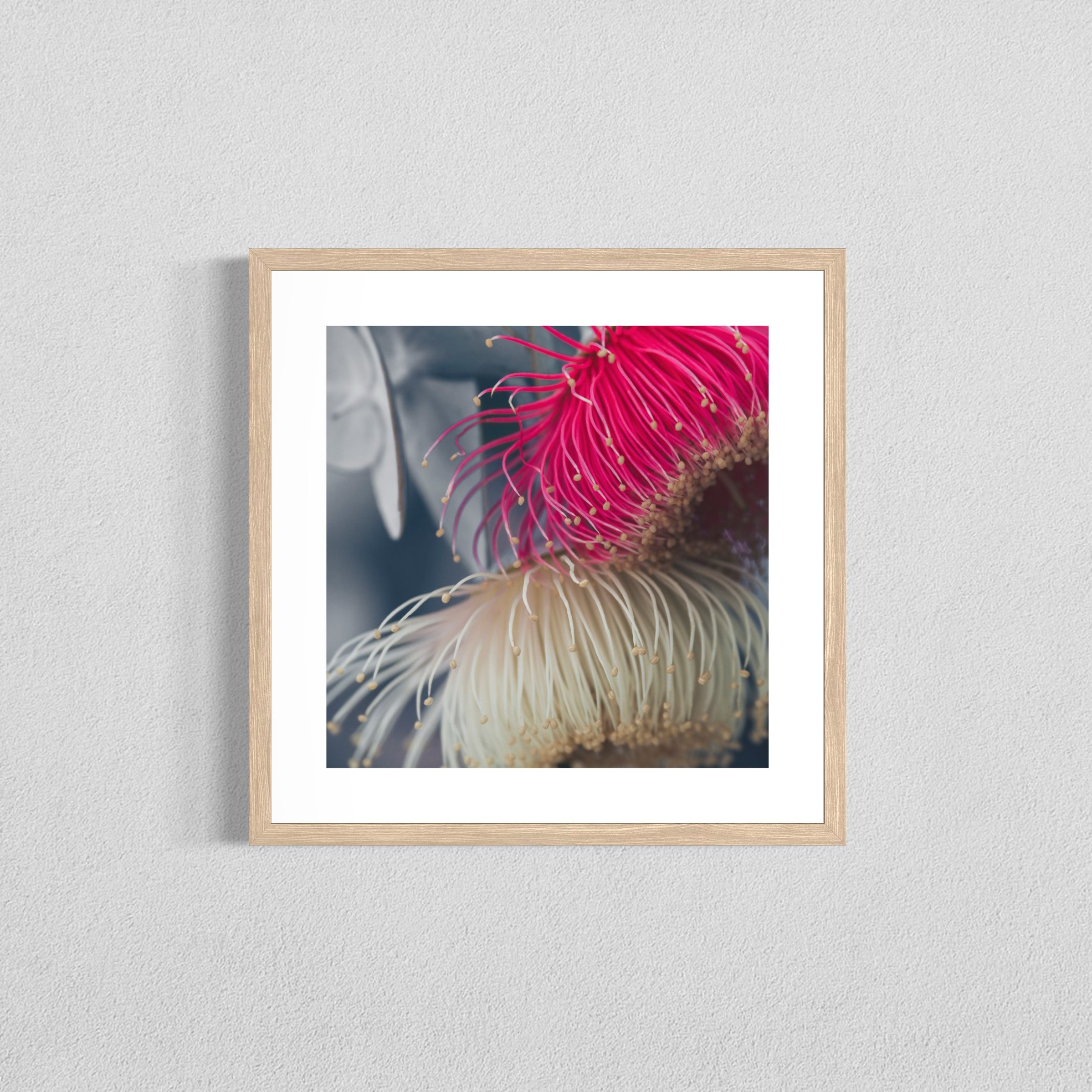 Eucalyptus rhodantha VII - Fine Art Print