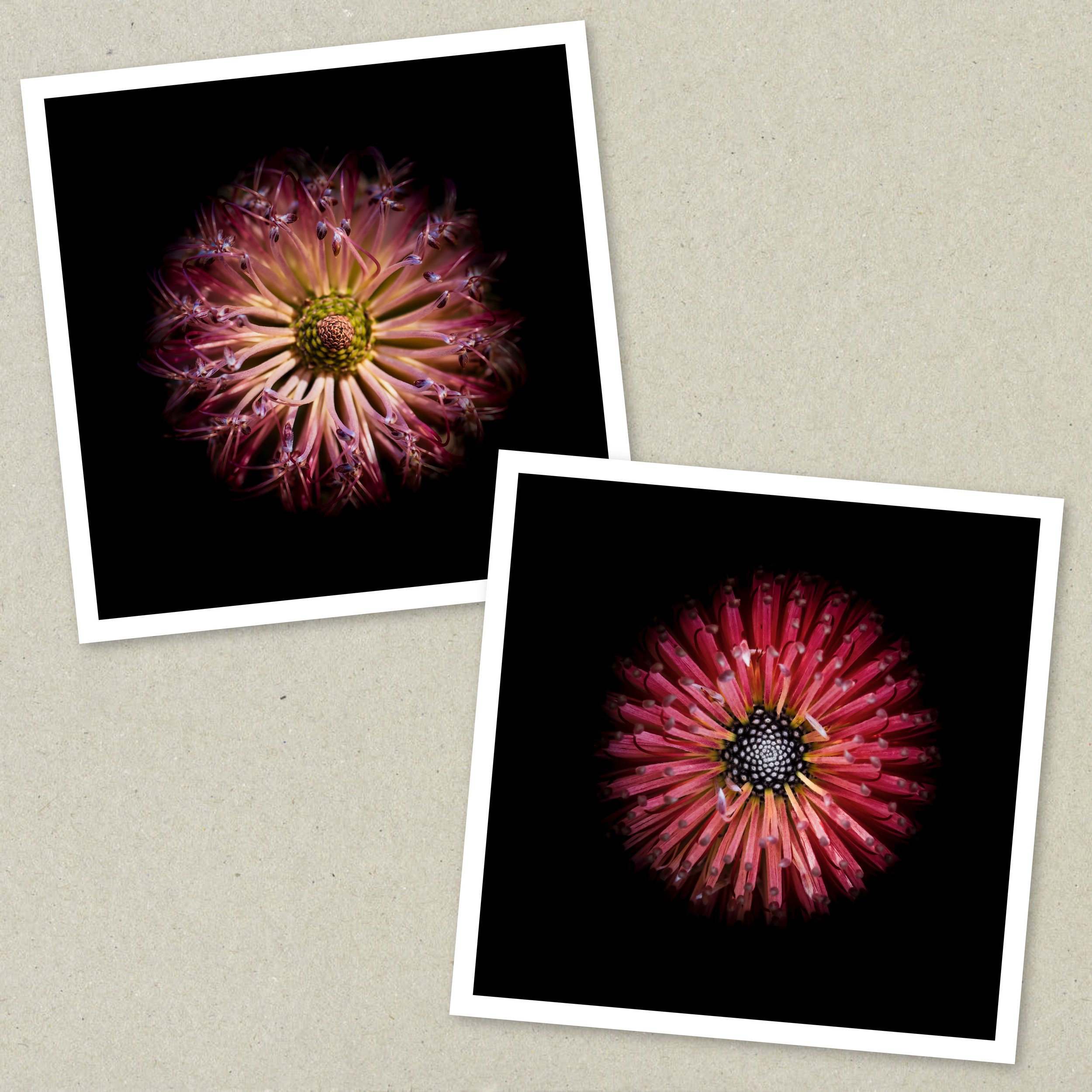 Symmetry Within - Diptych Unframed 4-6.jpeg