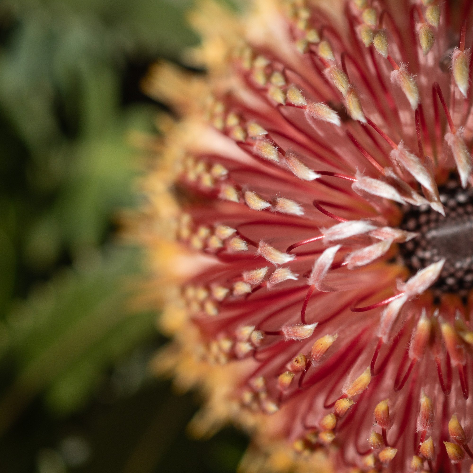 Banksia menziesii (Firewood Banksia)