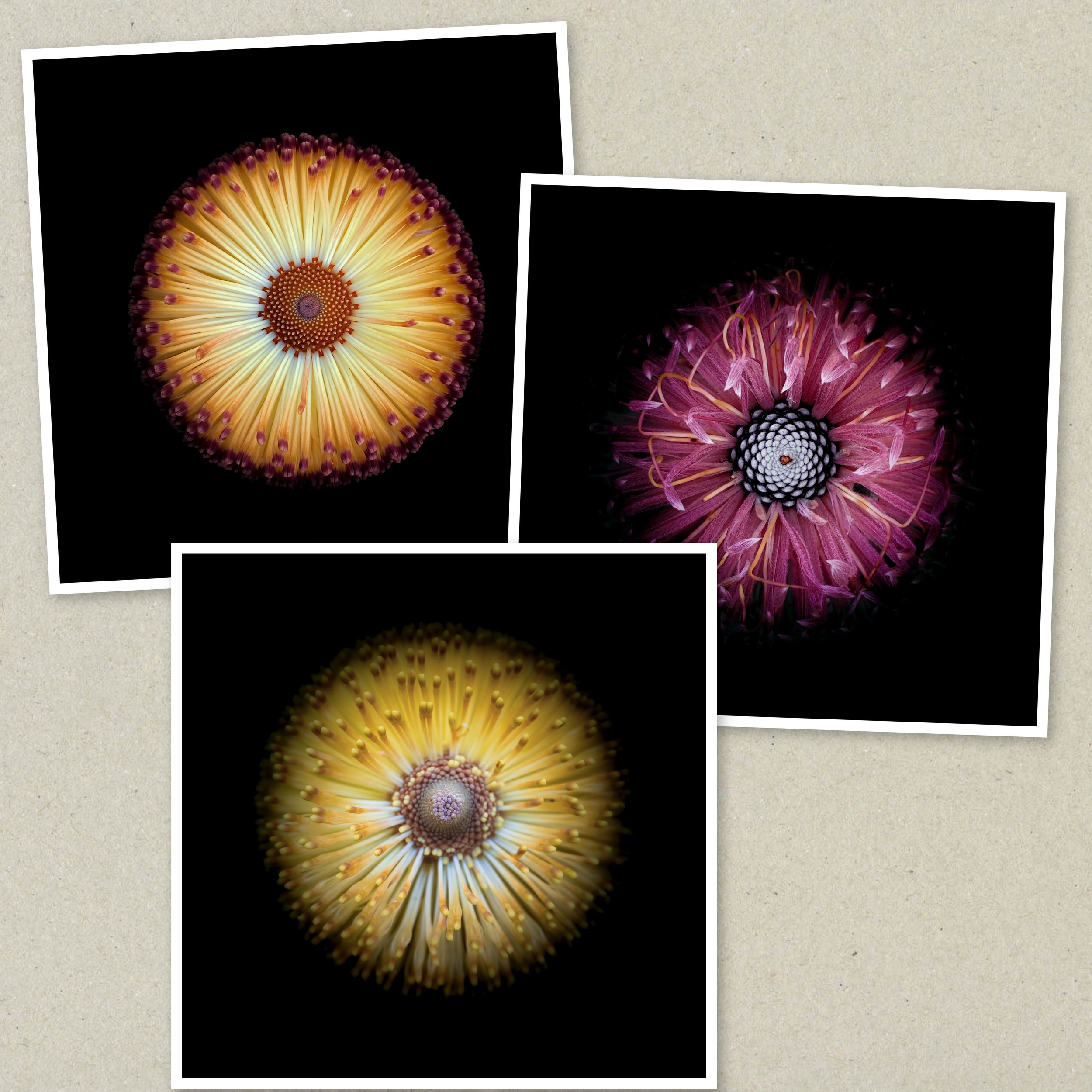 Symmetry Within Triptych 1.jpeg