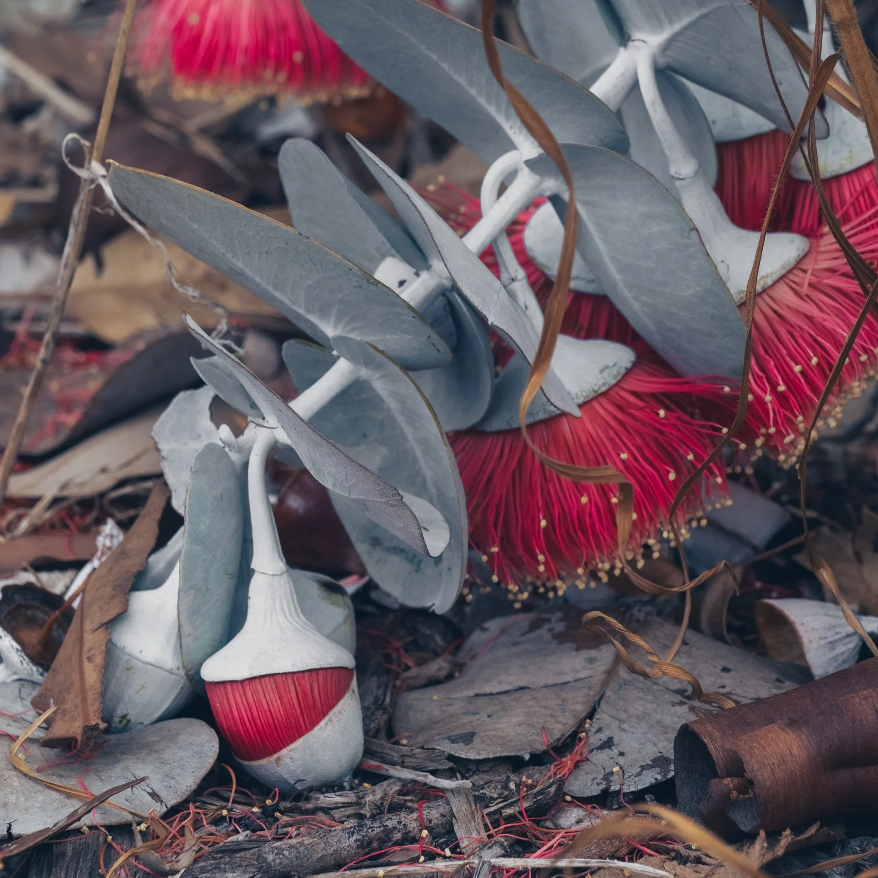 Eucalyptus rhodantha VIII