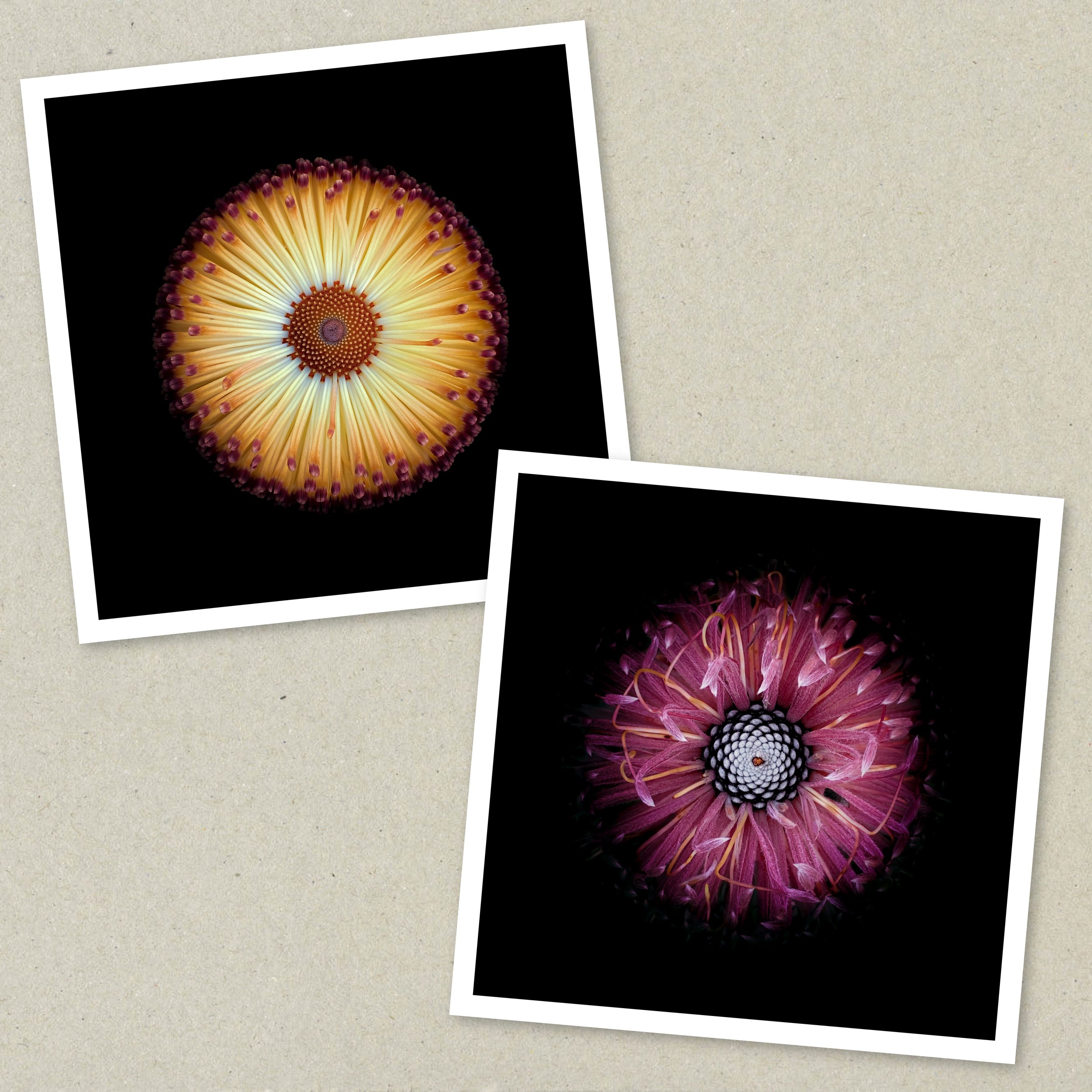 Symmetry Within - Diptych Unframed 1-2.jpeg