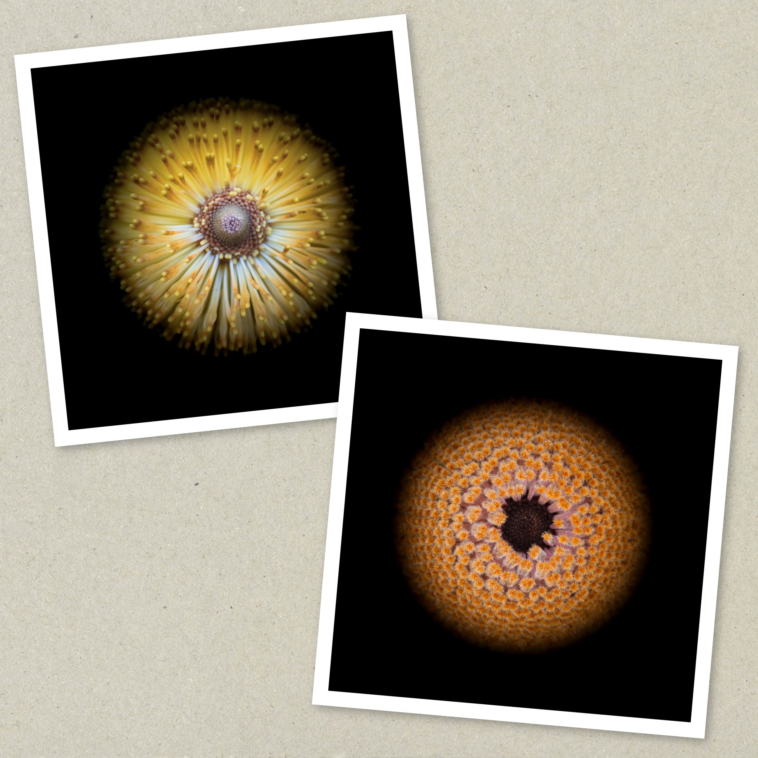 Symmetry Within - Diptych Unframed 3-5.jpeg
