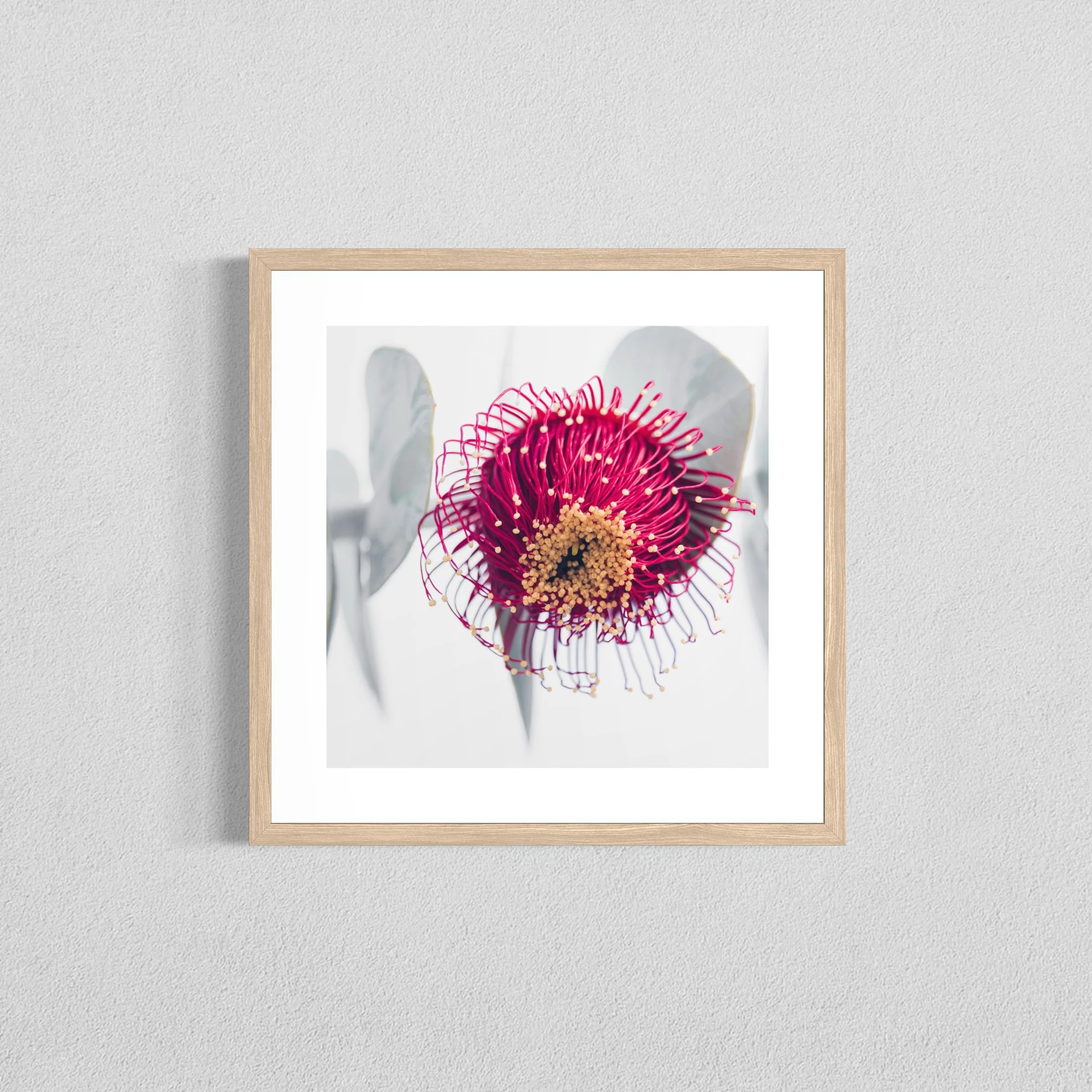 Eucalyptus rhodantha III - Fine Art Print