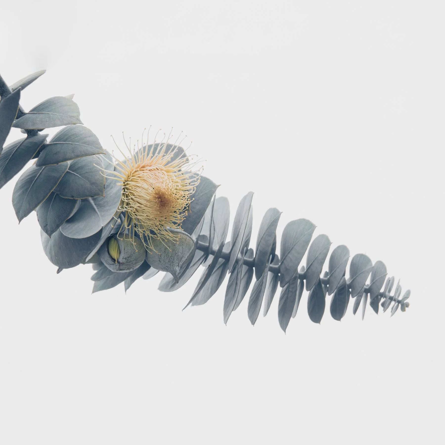 Eucalyptus rhodantha I