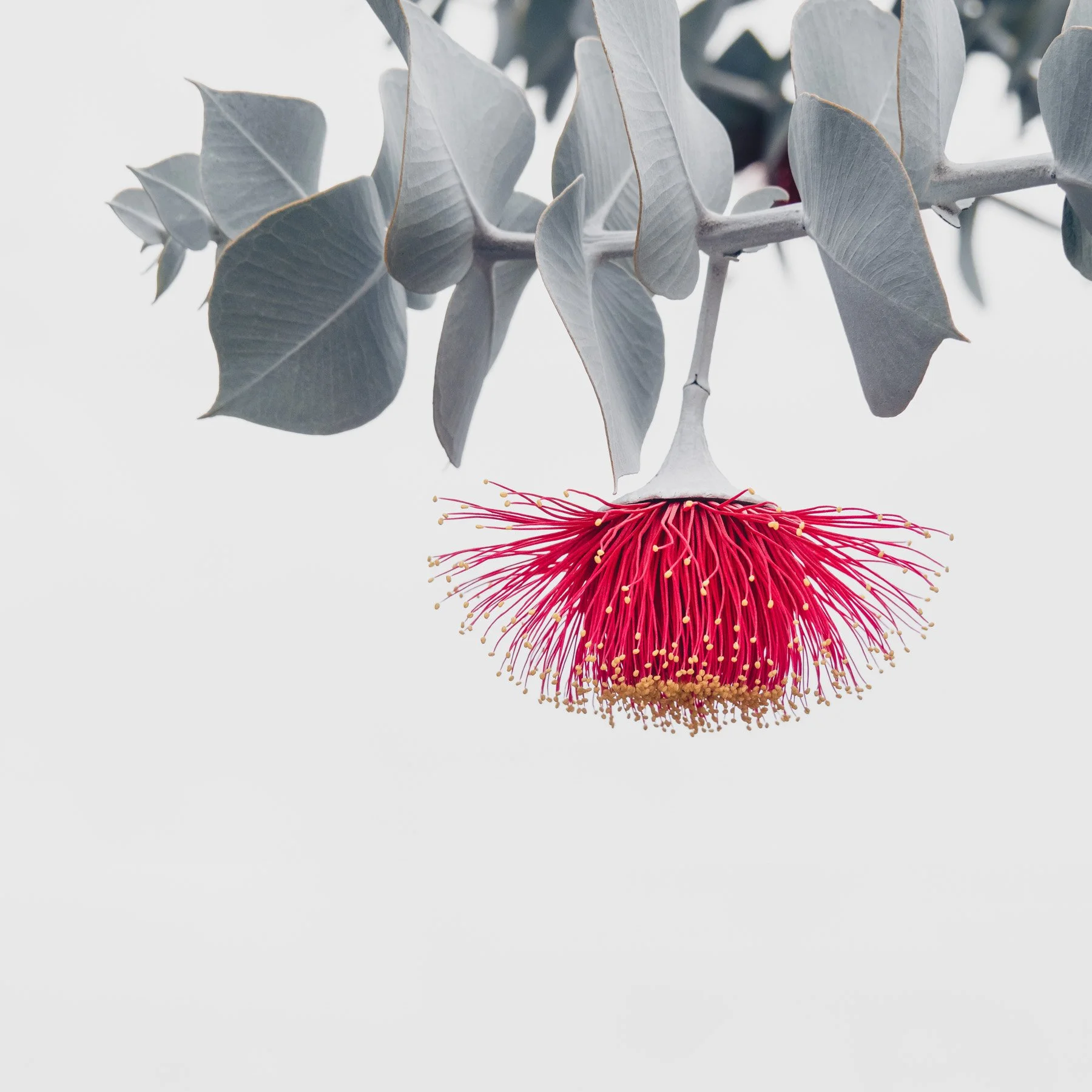 Eucalyptus rhodantha
