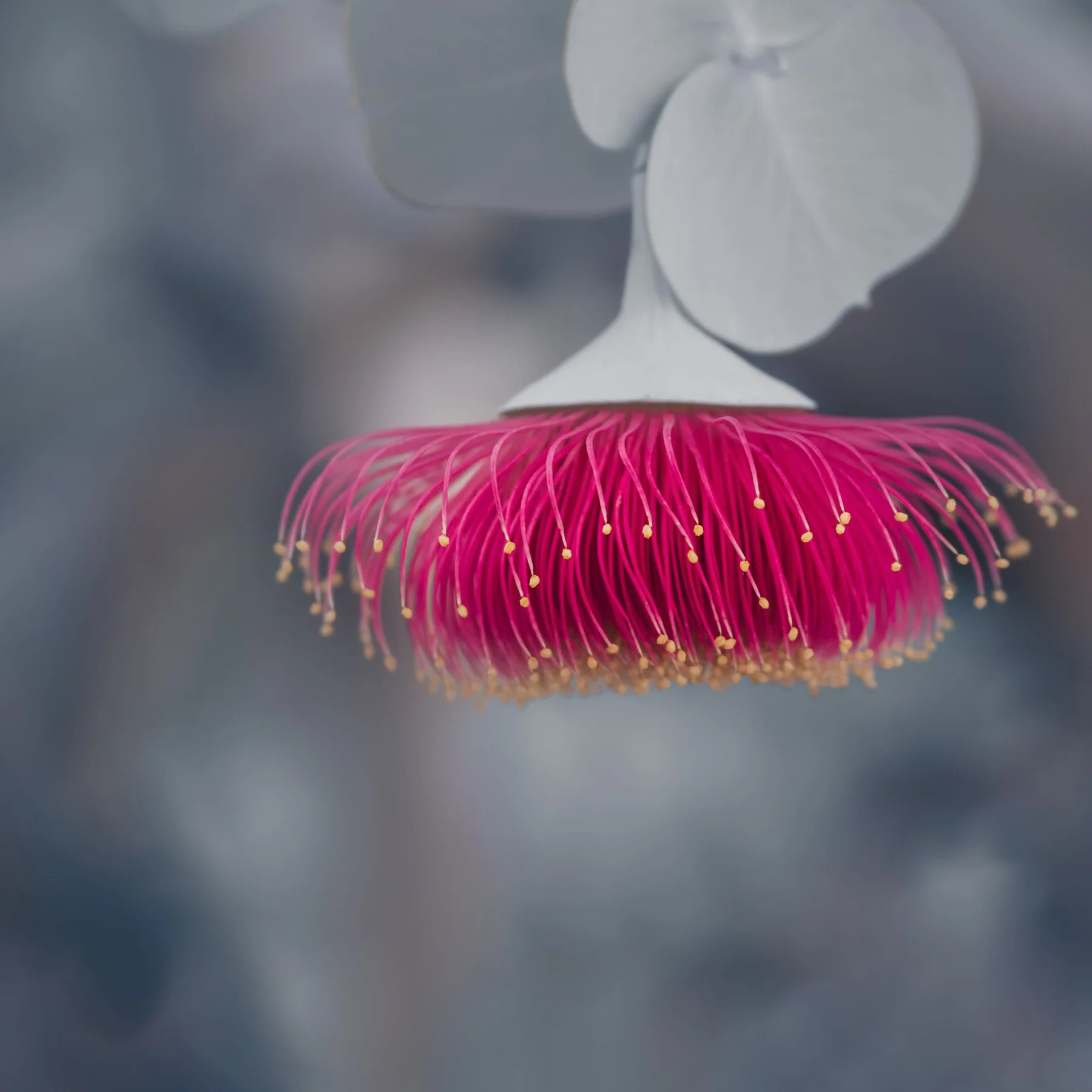 Eucalyptus rhodantha IV