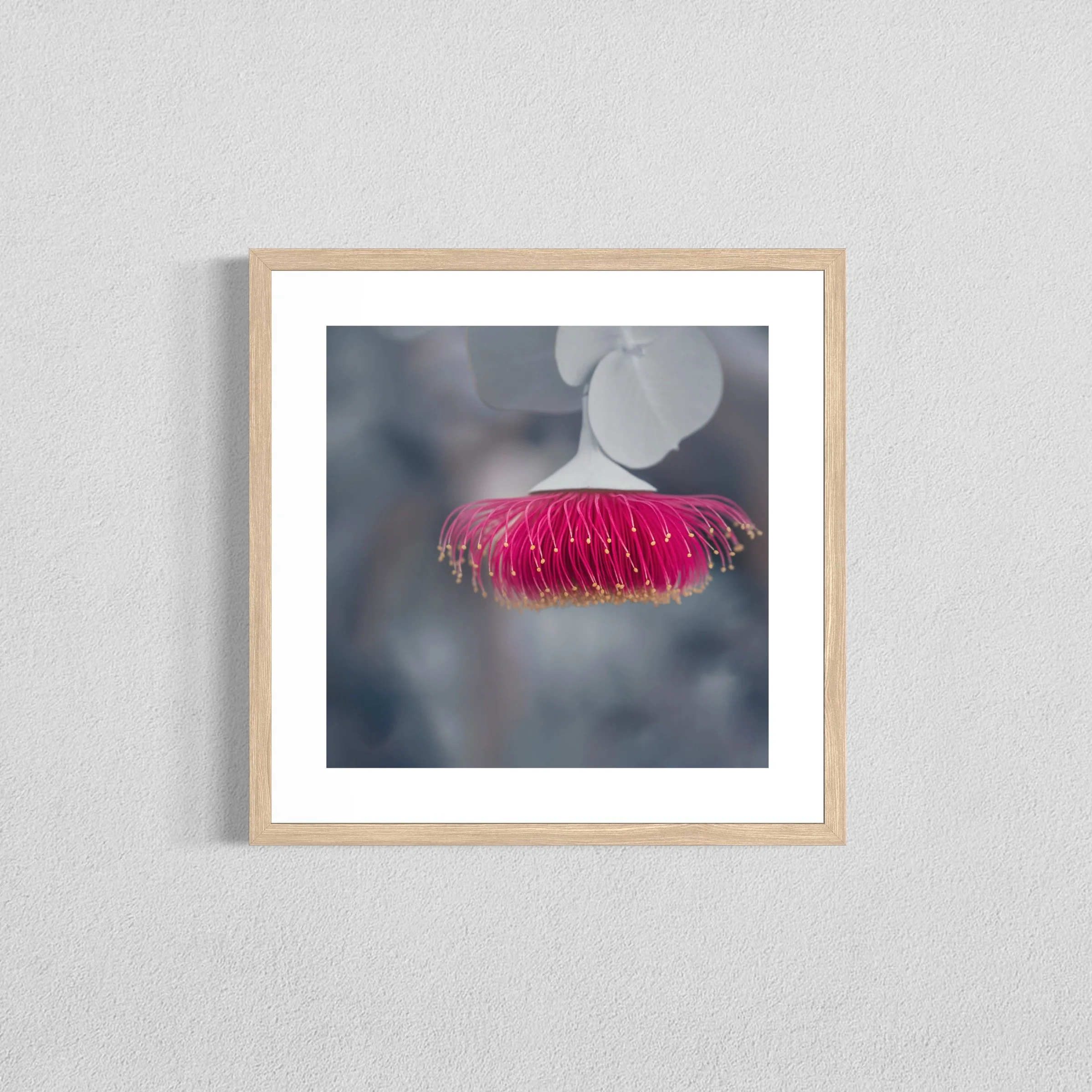 Eucalyptus rhodantha IV - Fine Art Print