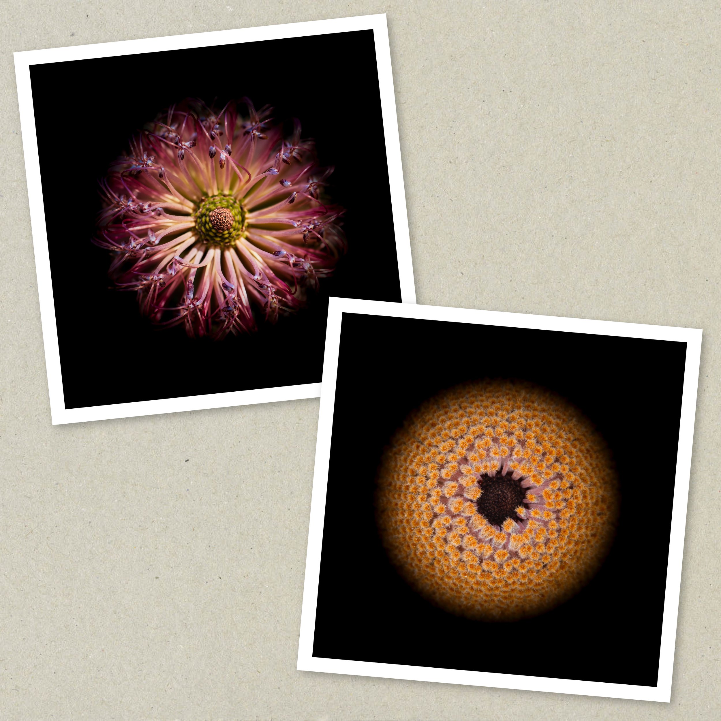 Symmetry Within - Diptych Unframed 4-5.jpeg