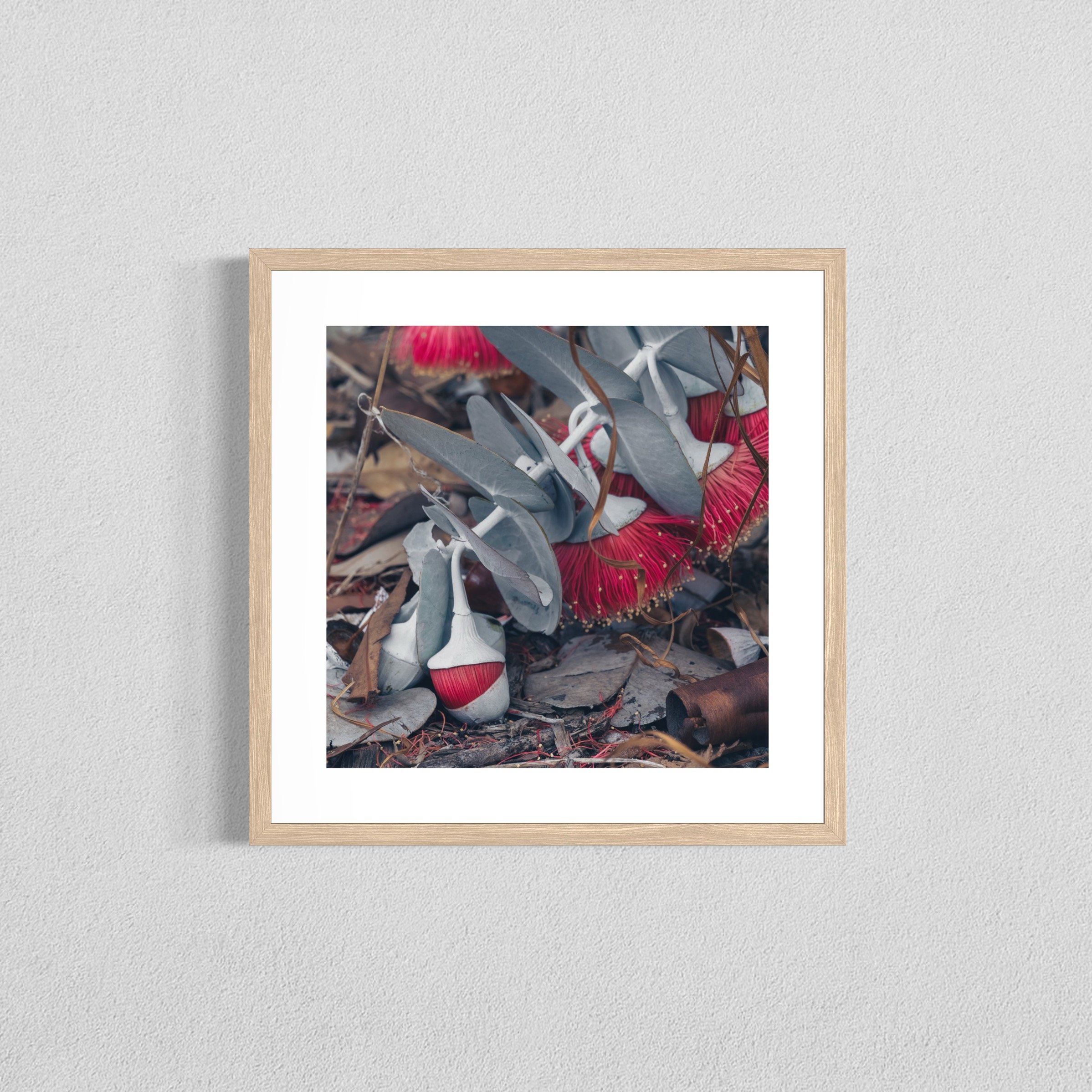 Eucalyptus rhodantha VIII - Fine Art Print