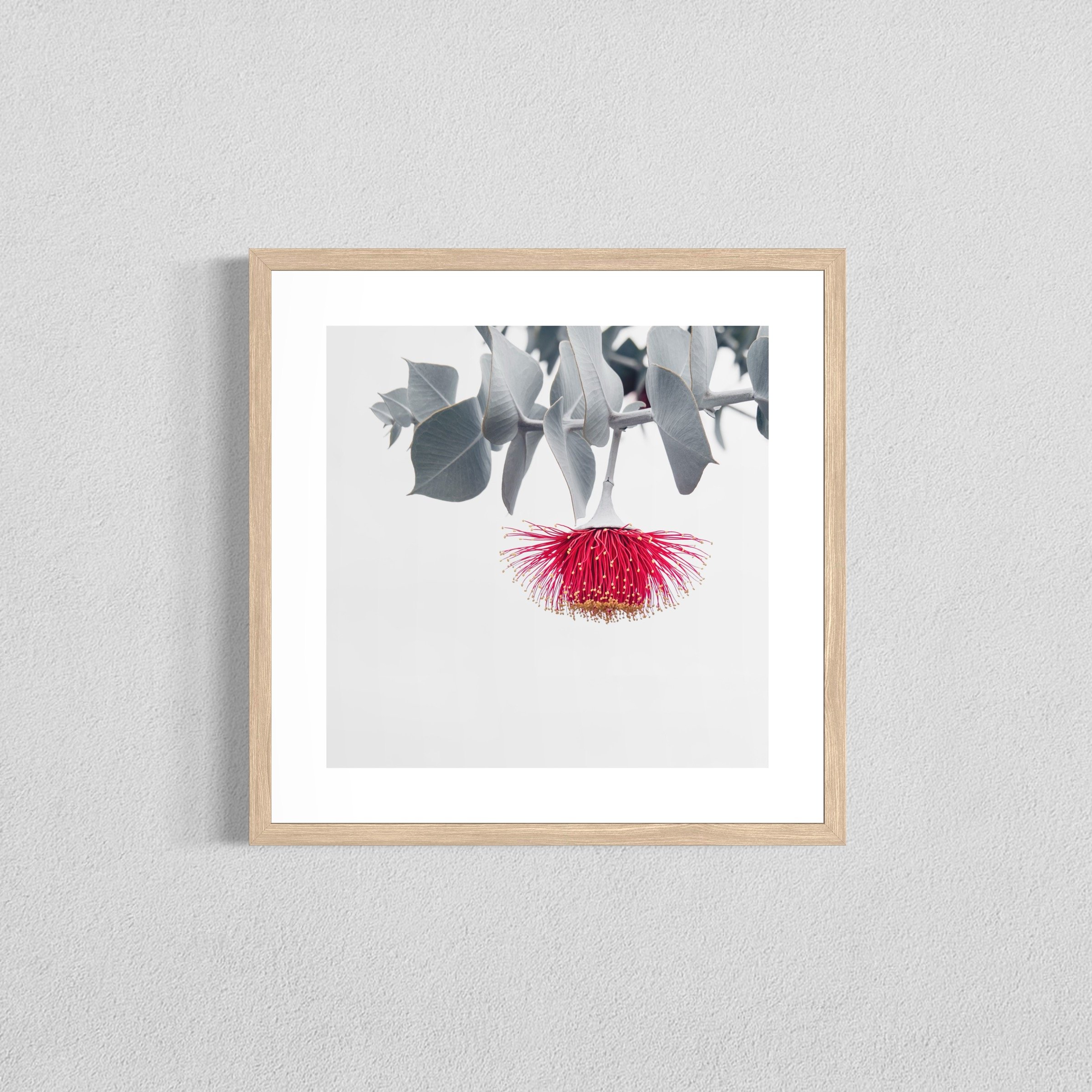 Eucalyptus rhodantha II - Fine Art Print