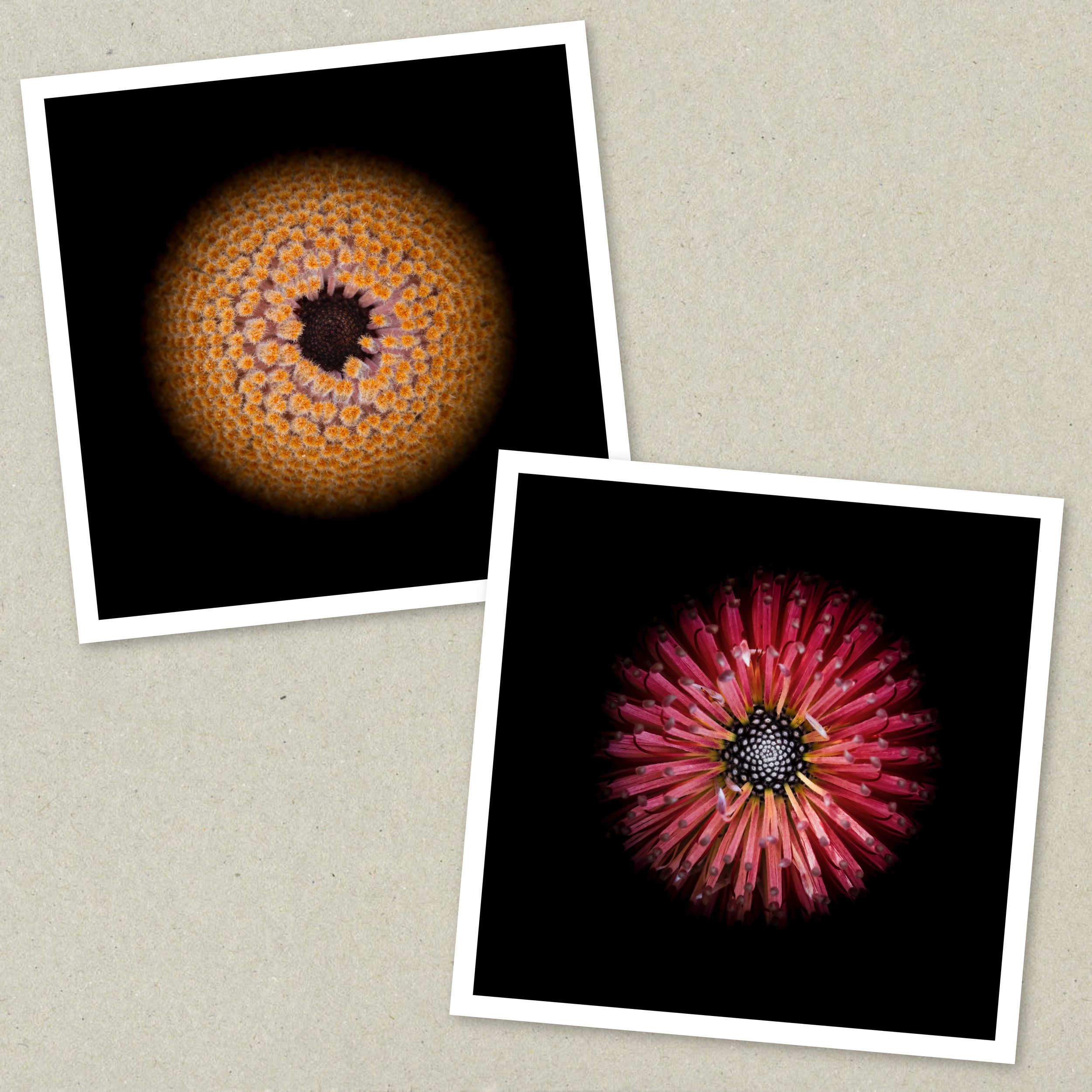 Symmetry Within - Diptych Unframed 5-6.jpeg