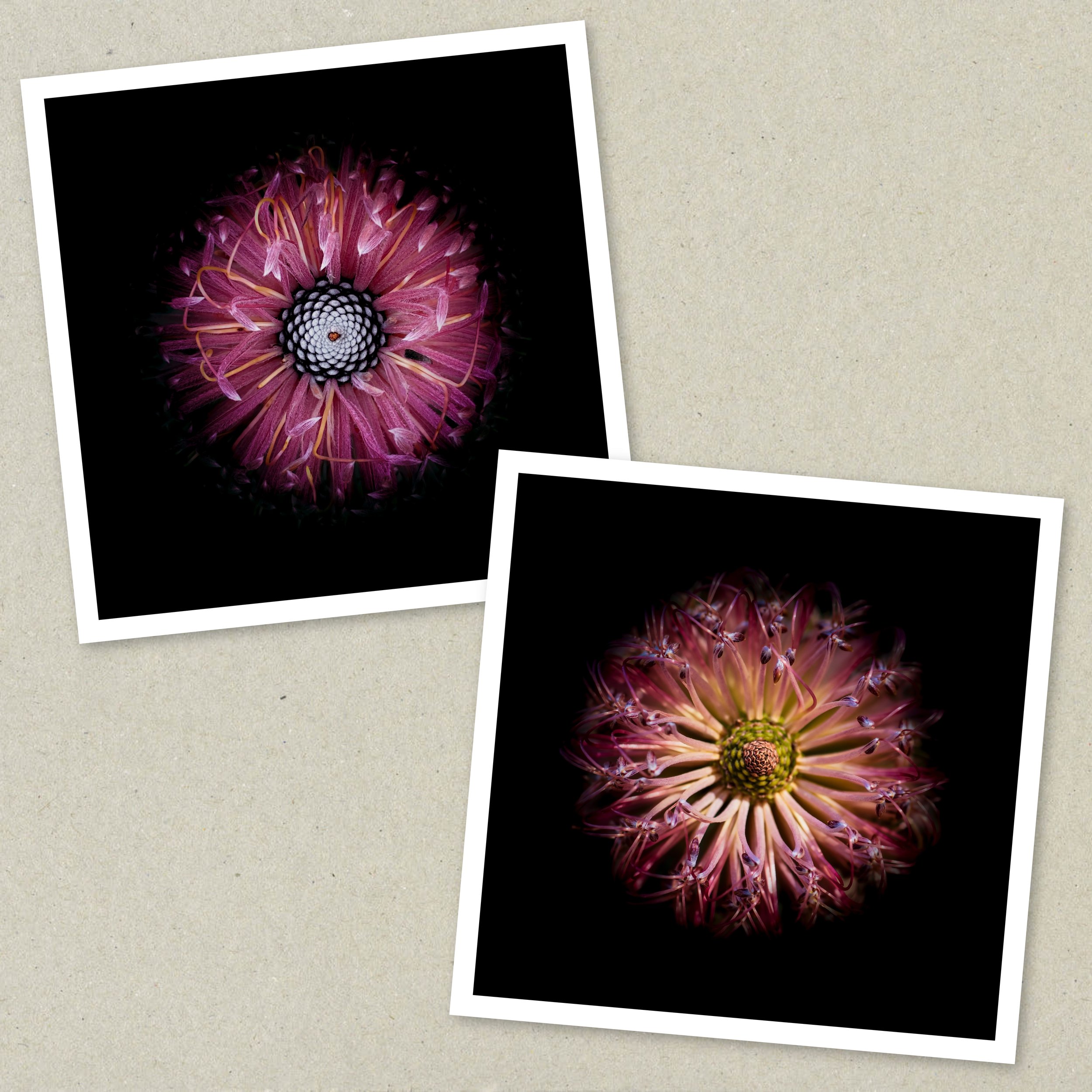 Symmetry Within - Diptych Unframed 2-4.jpeg