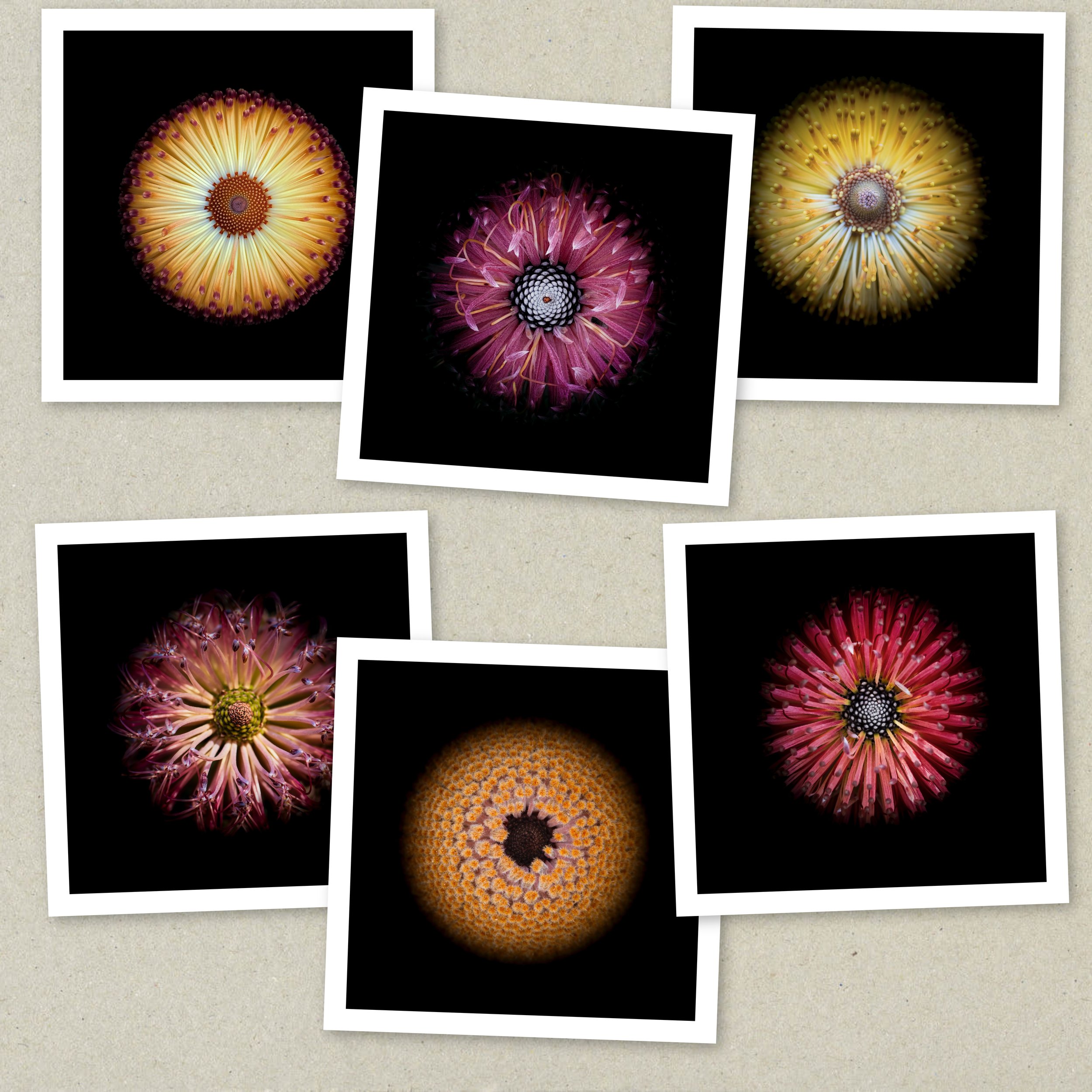 Symmetry Within - Full Collection Unframed.jpeg