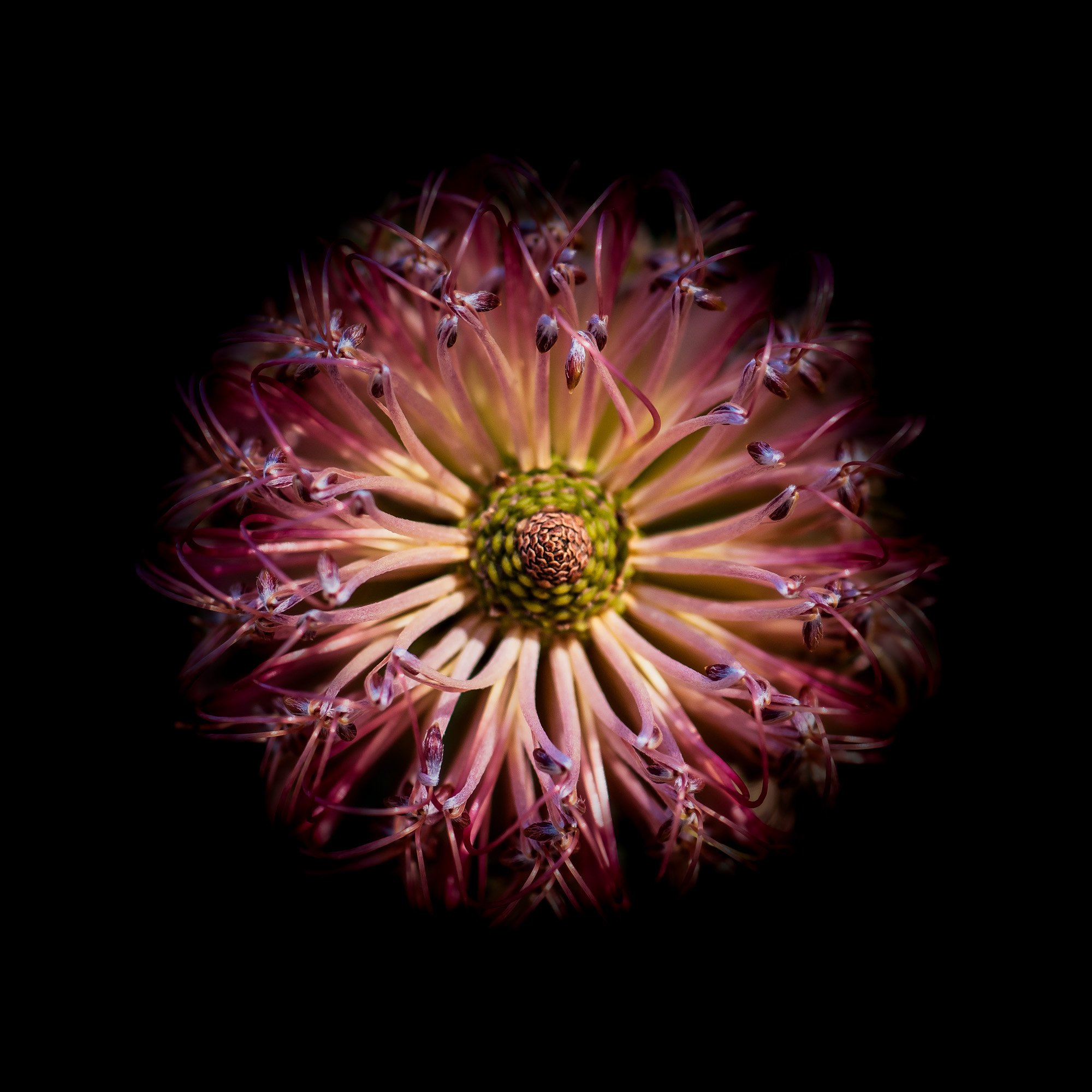 Banksia occidentalis