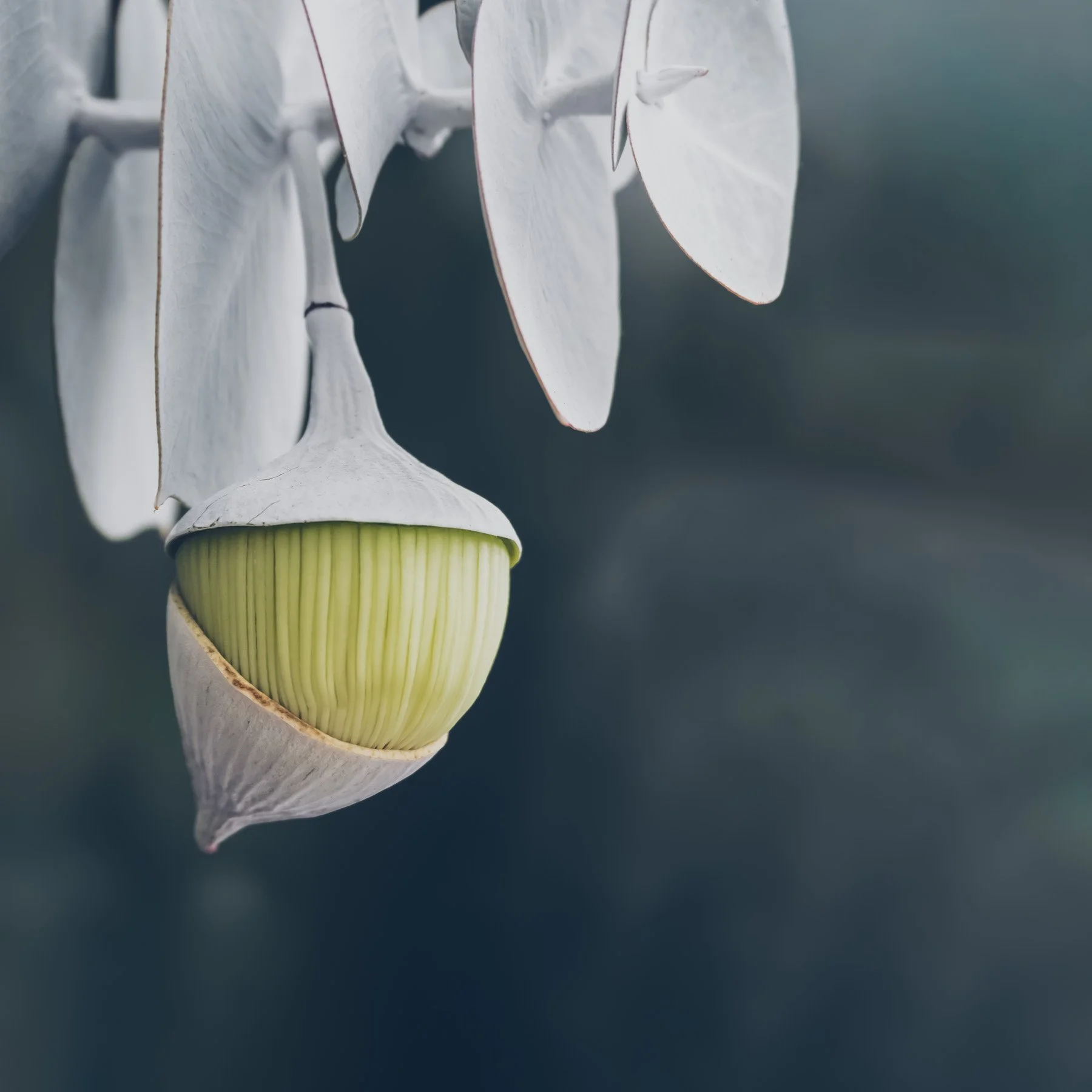 Eucalyptus rhodantha V