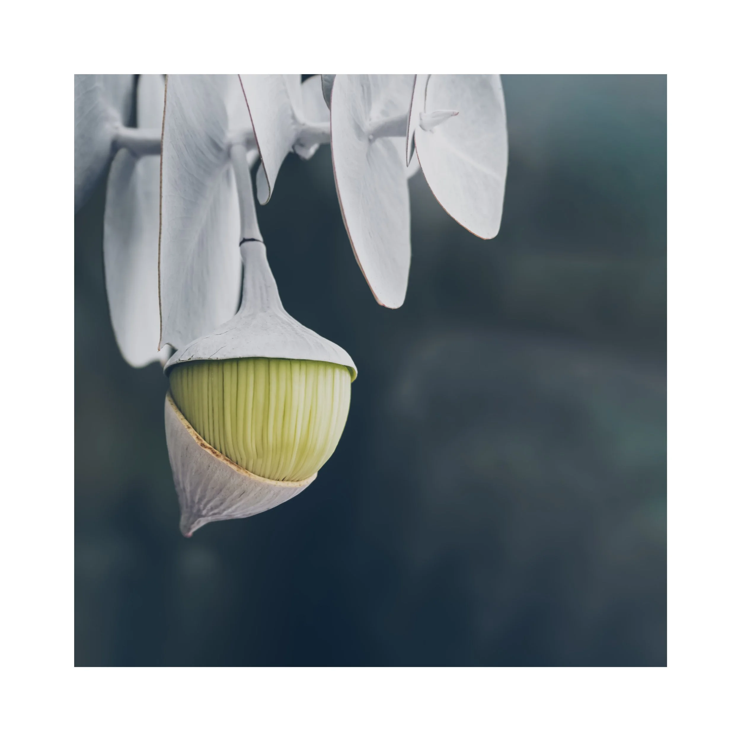 Eucalyptus rhodantha V - Fine Art Print