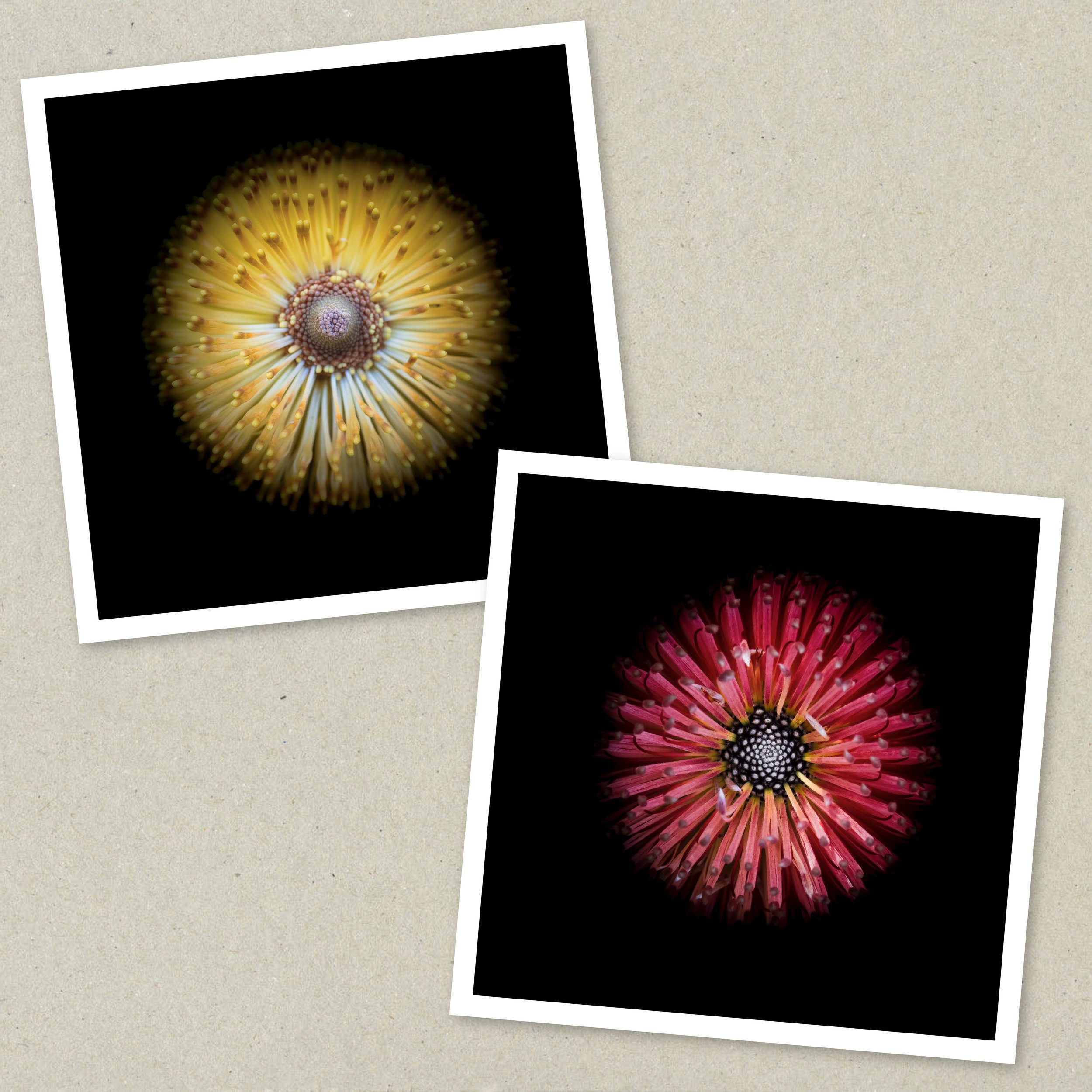 Symmetry Within - Diptych Unframed 3-6.jpeg