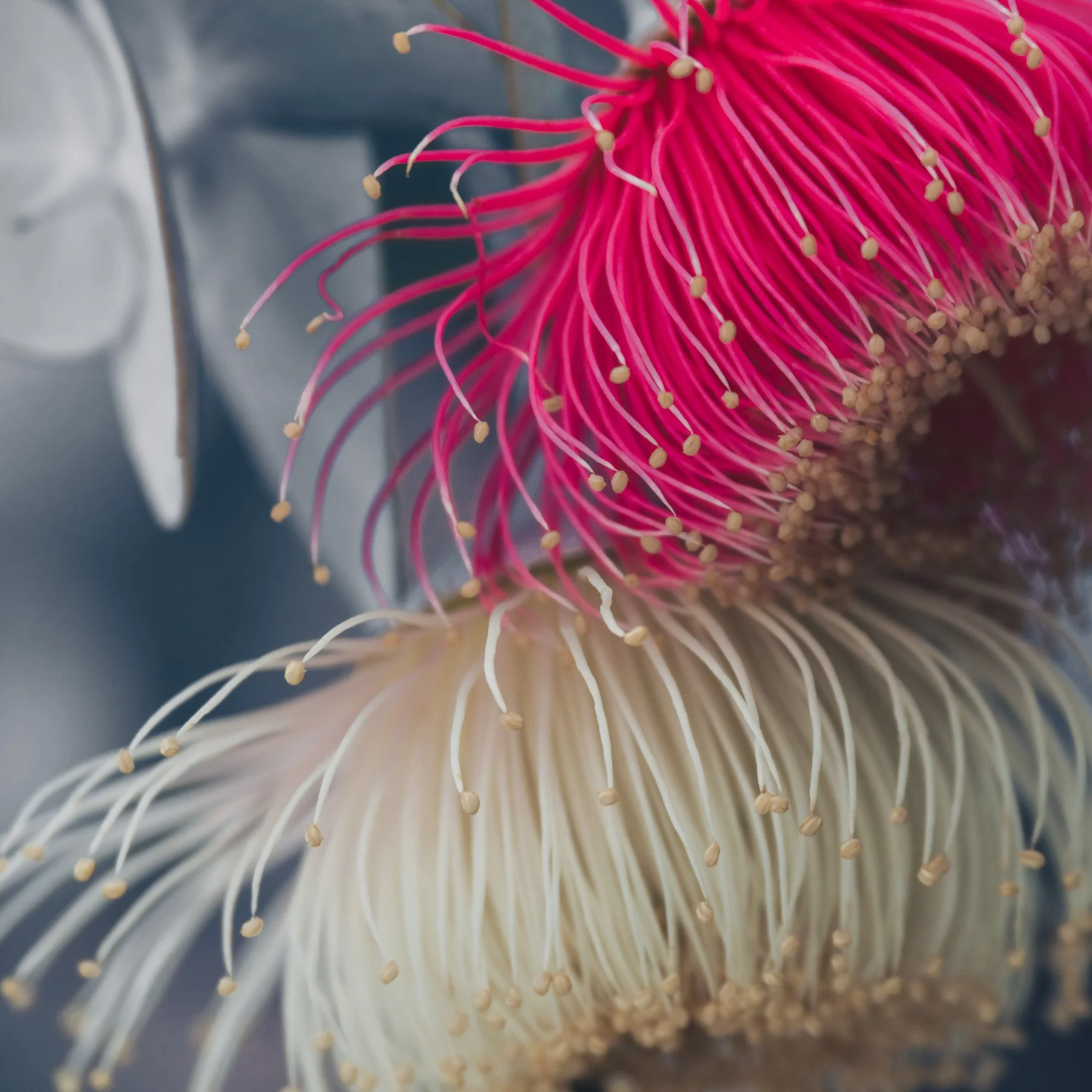 Eucalyptus rhodantha VII