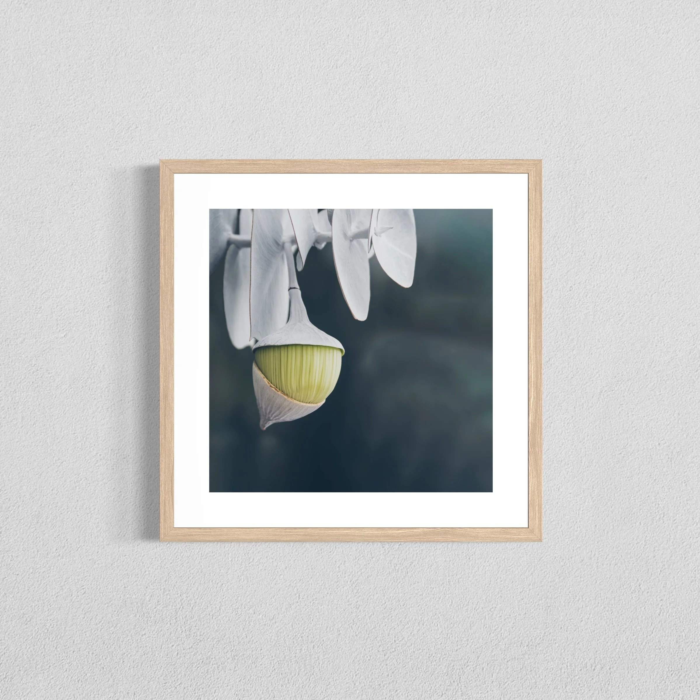 Eucalyptus rhodantha V - Fine Art Print