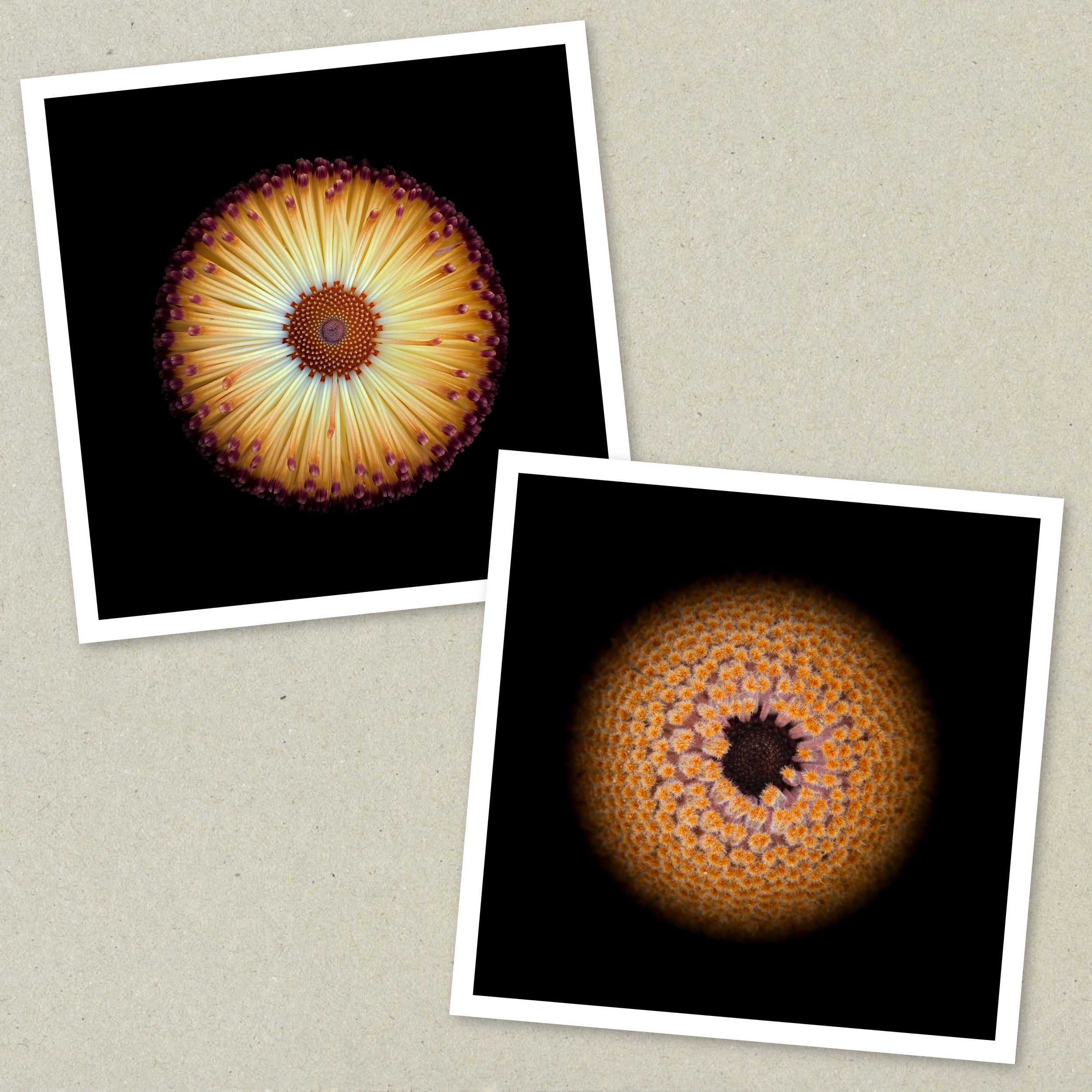 Symmetry Within - Diptych Unframed 1-5.jpeg