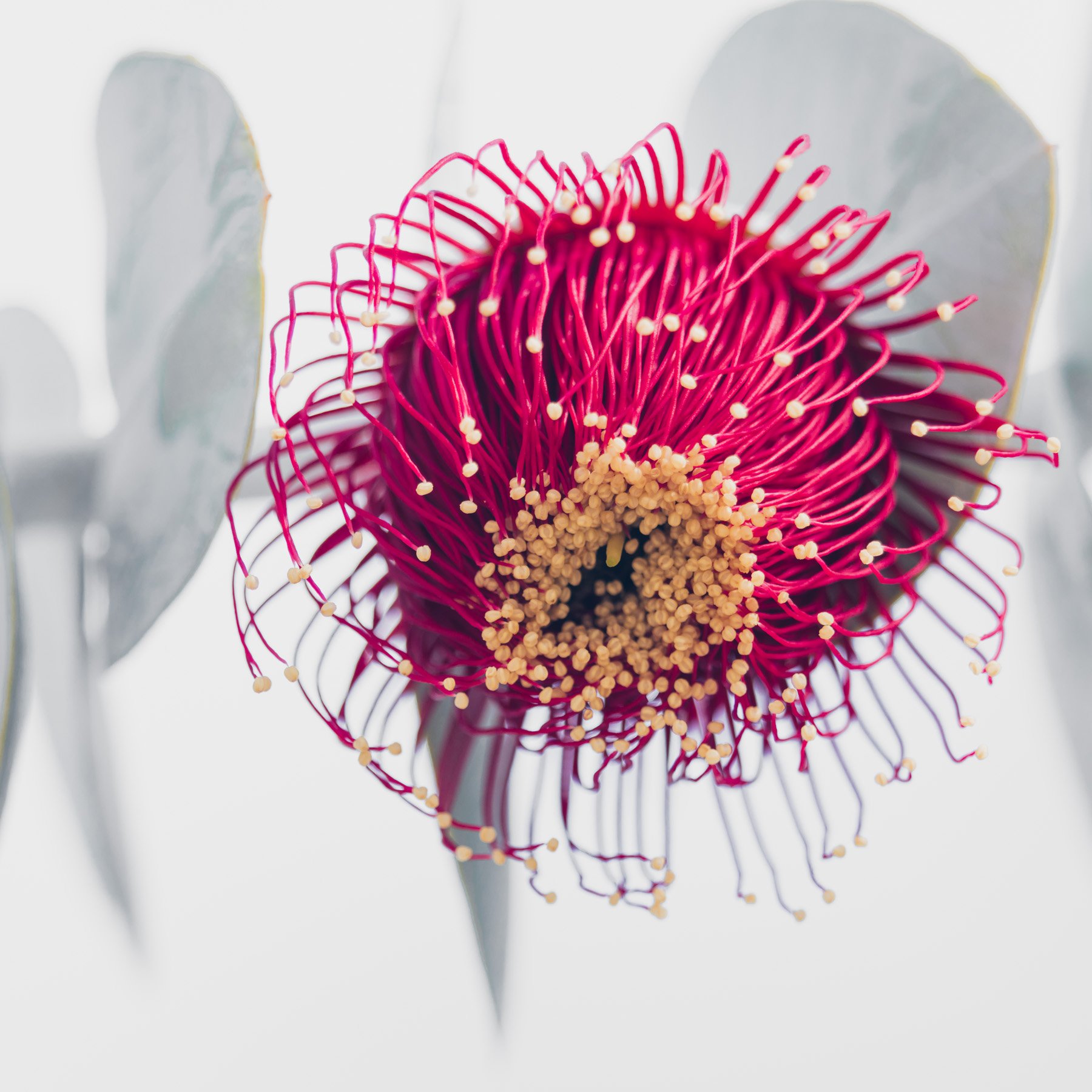 Eucalyptus rhodantha III