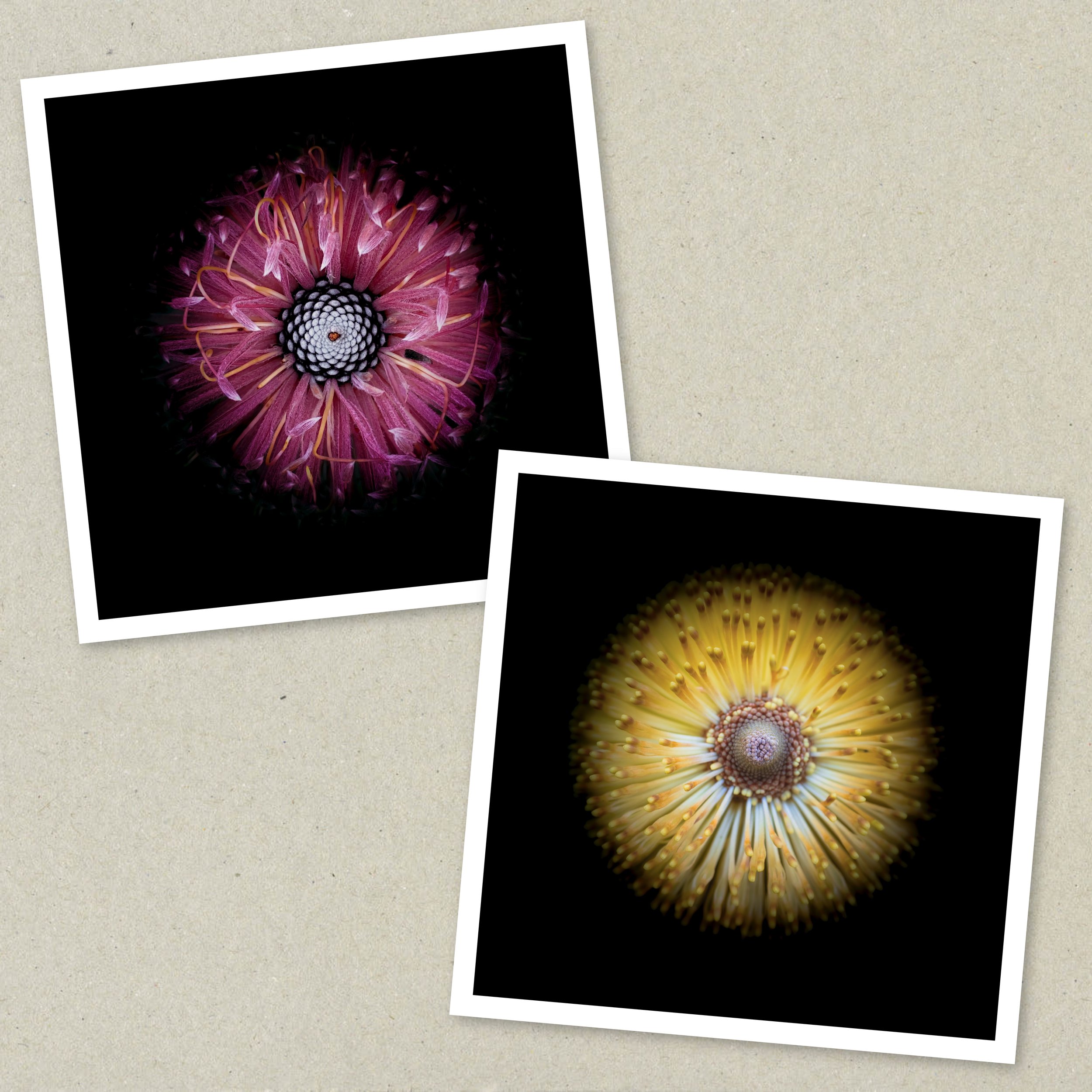 Symmetry Within - Diptych Unframed 2-3.jpeg