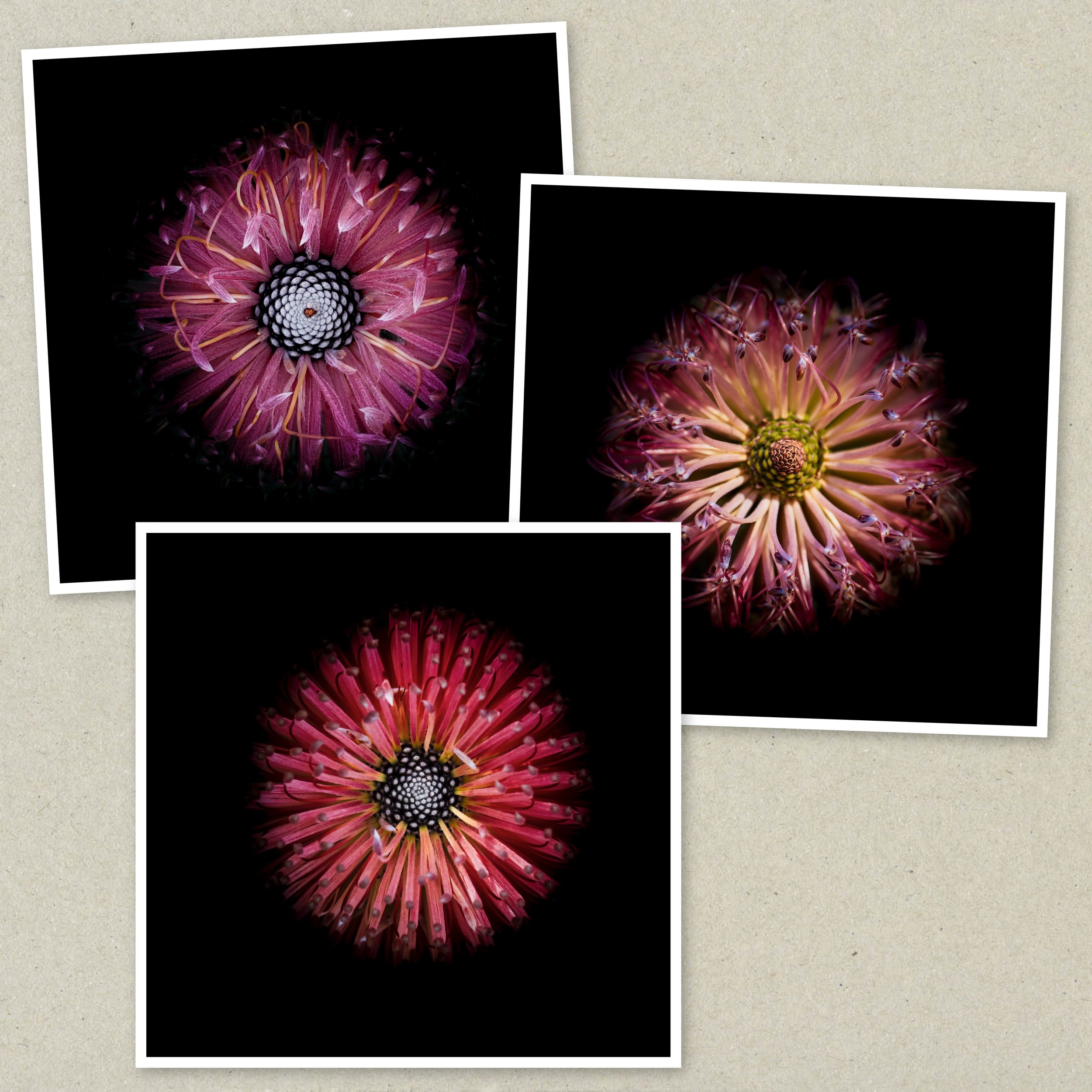 Symmetry Within Triptych 4.jpeg