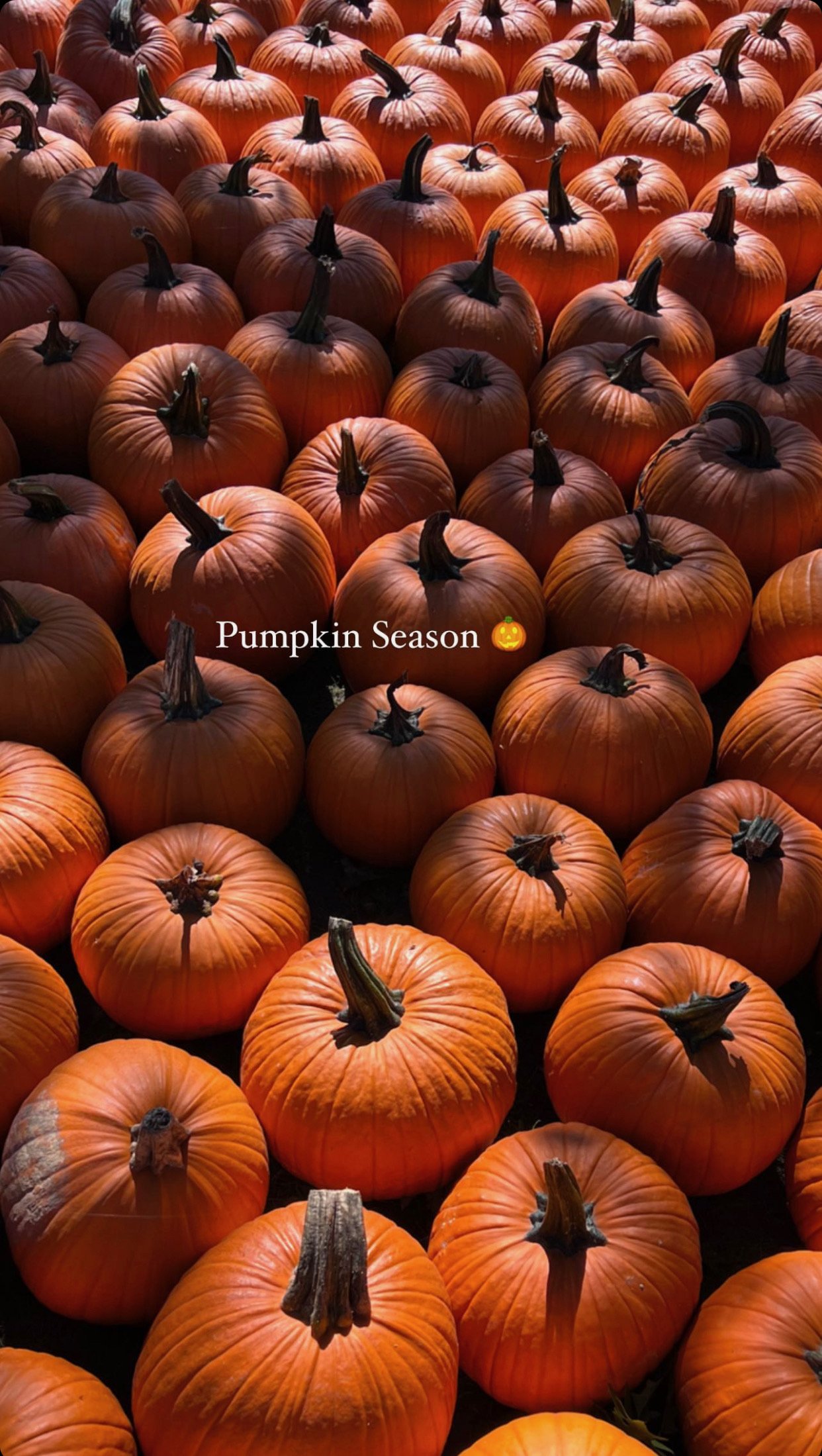 saunders farm fall activations vintage truck photo moment farm chic pumpkin stacks farm event decor Nick sizemore color studios rows of pumpkins