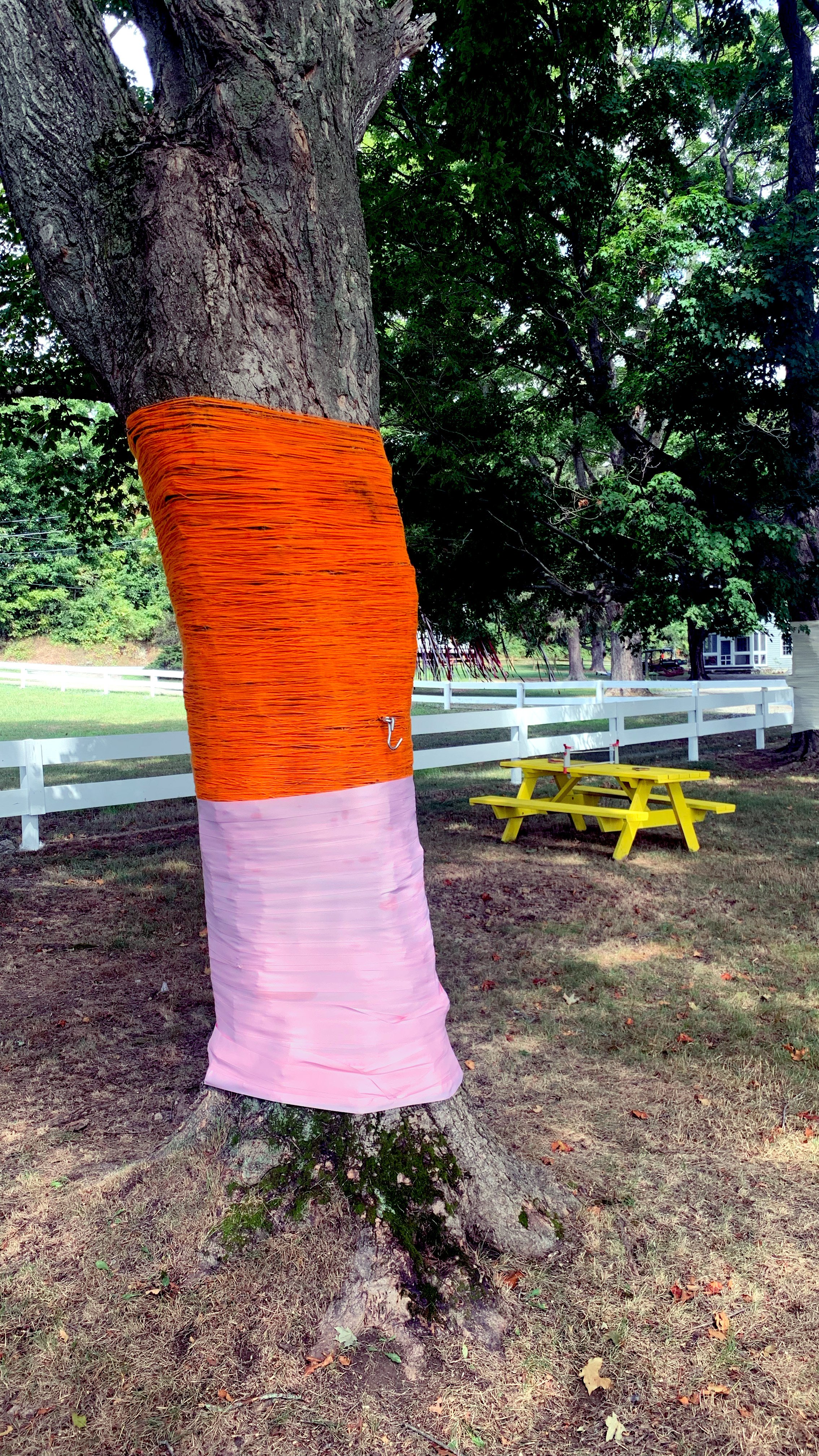 C Orange:Pink.jpg