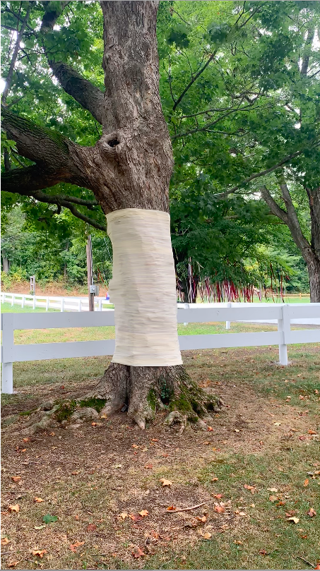 Ribbon Wrapped Trees Farm On! Farm On! Nick Sizemore Color Studios Upstate New York Hudson New York Copake Empire Farm Event Design Wedding Decor Mother of Pearl Cream